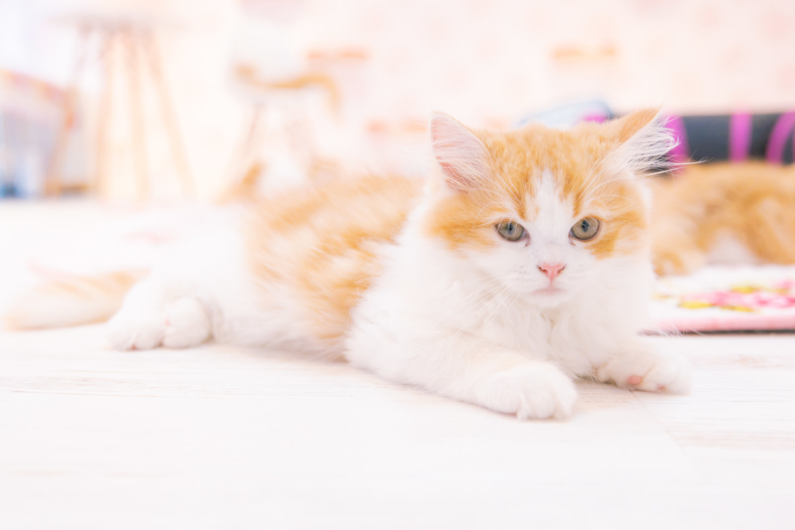 もふもふの子猫ちゃんの写真素材 ぱくたそ