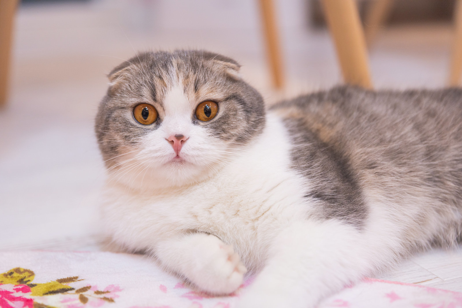 「目を見開く猫ちゃん」の写真