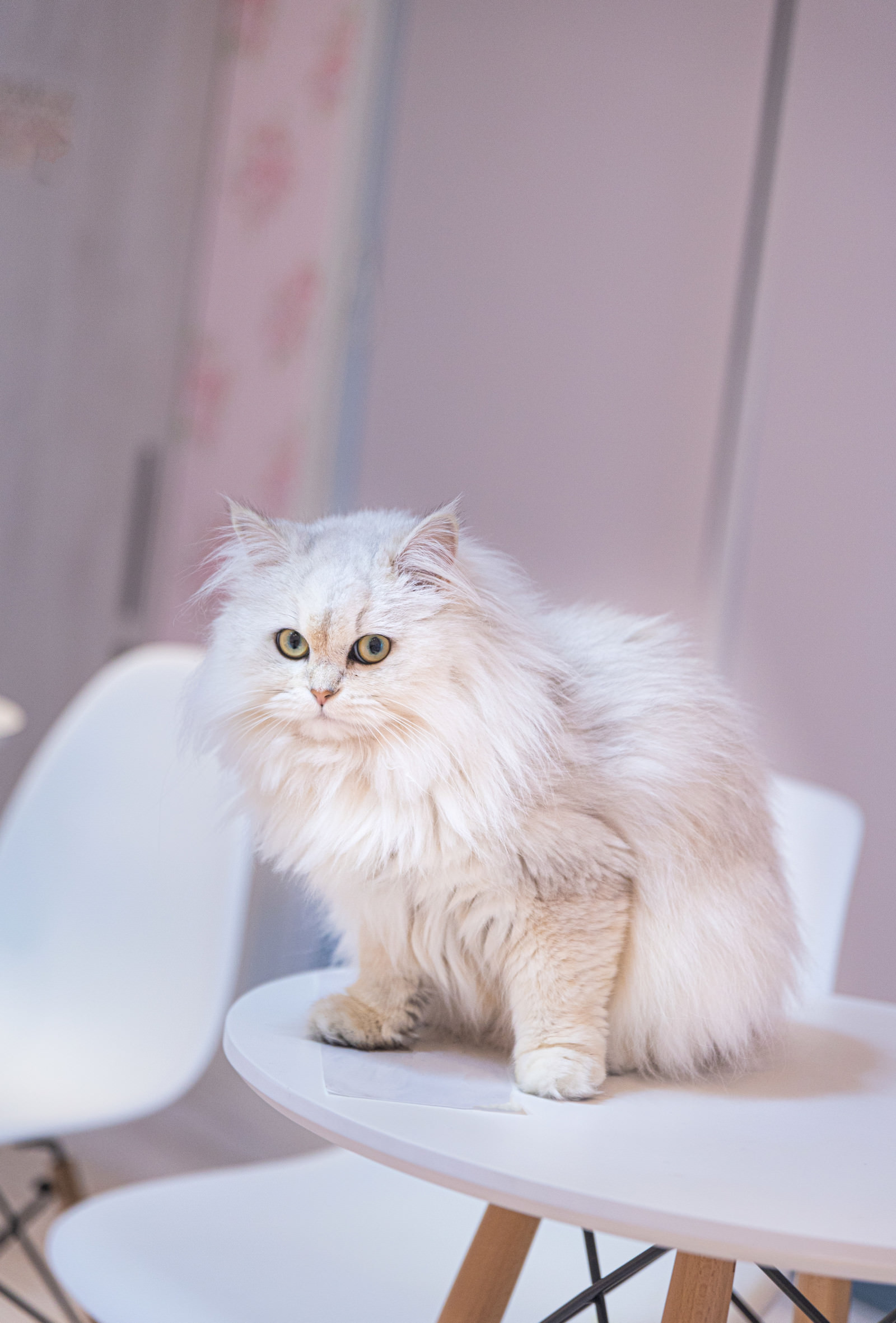 ふわふわペルシャ猫のフリー素材 ぱくたそ