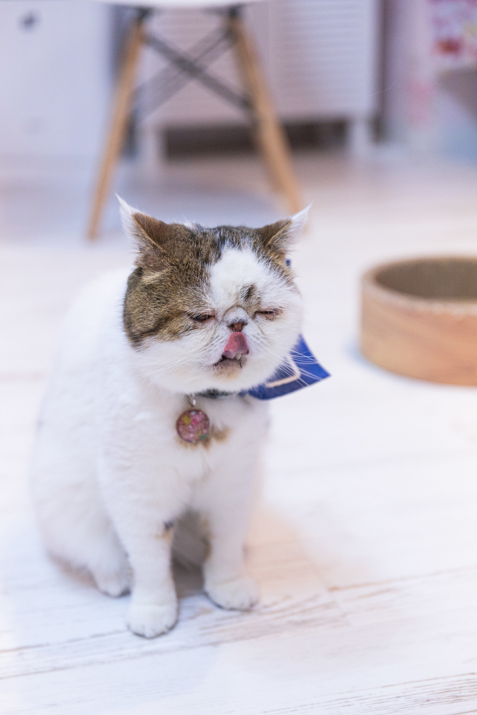 退屈顔のエキゾチックショートヘア 猫 の写真 画像 を無料ダウンロード フリー素材のぱくたそ 退屈顔のエキゾチックショートヘア 猫 の写真 画像 を無料ダウンロード フリー素材のぱくたそ