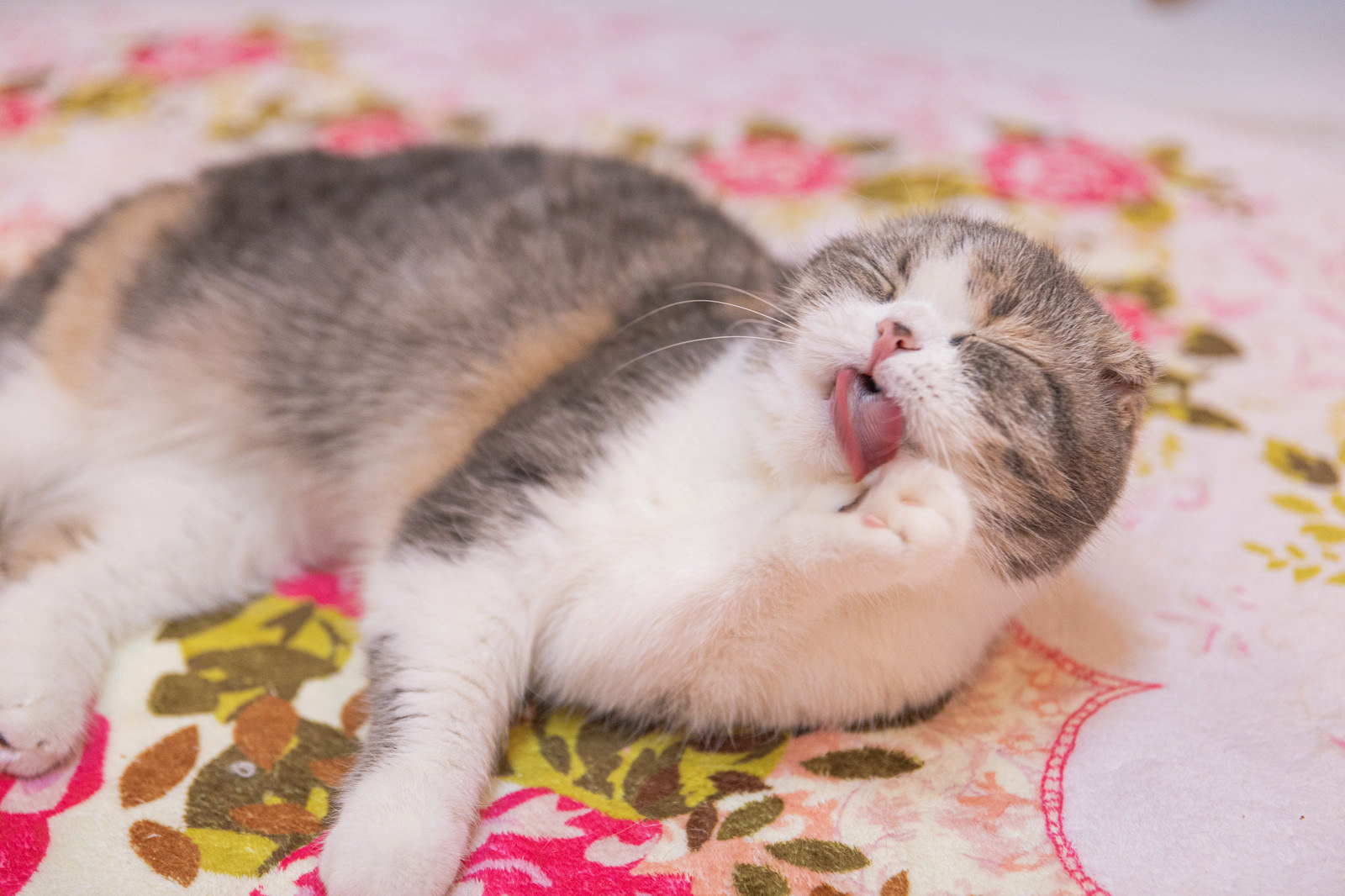 「舌でグルーミング（毛づくろい）する猫 | フリー素材のぱくたそ」の写真