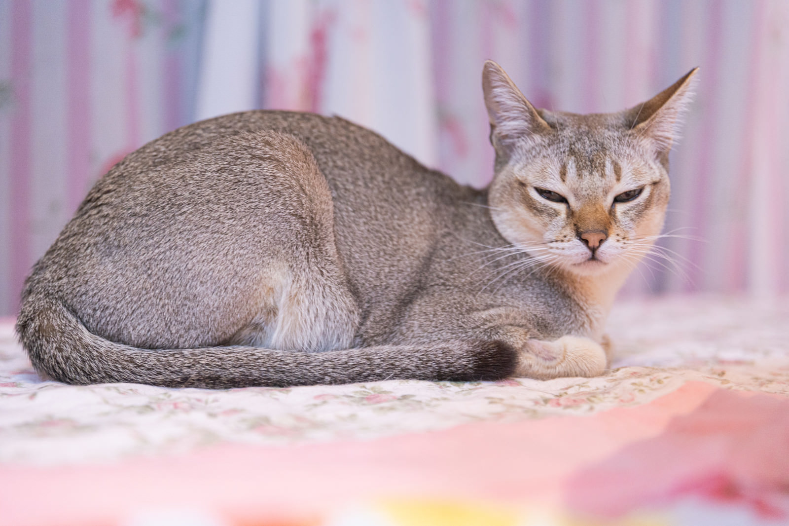 「半目猫（シンガプーラ） | フリー素材のぱくたそ」の写真