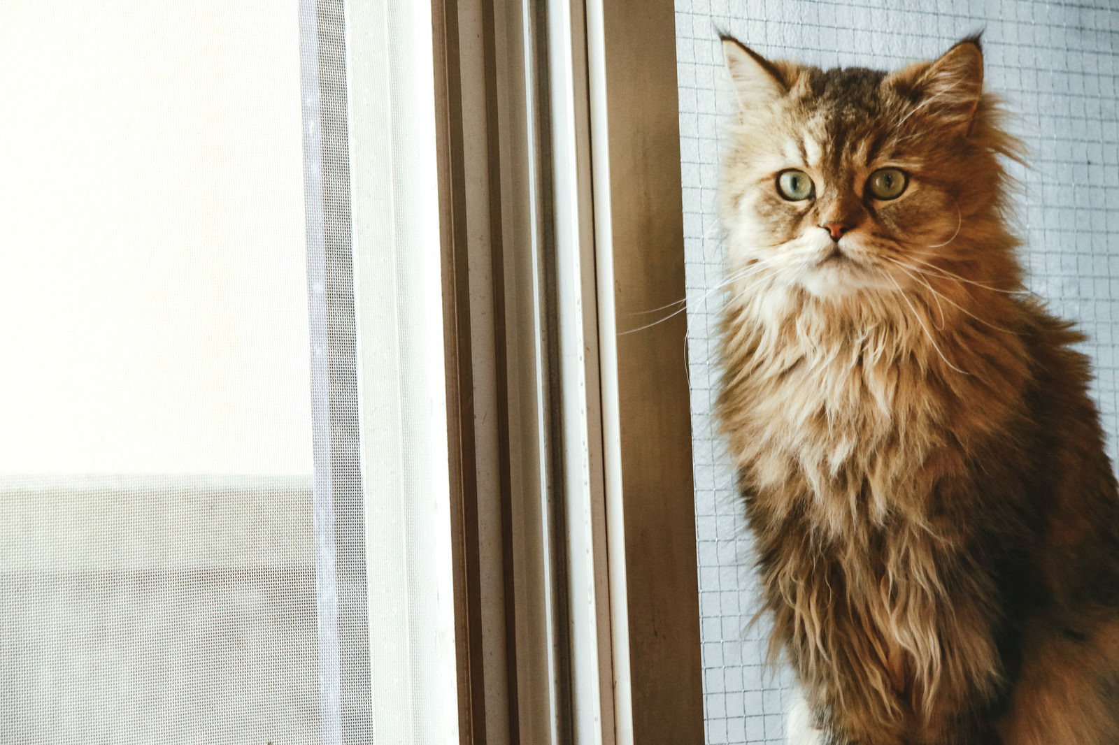 「叱られるのを怖がる猫 | フリー素材のぱくたそ」の写真