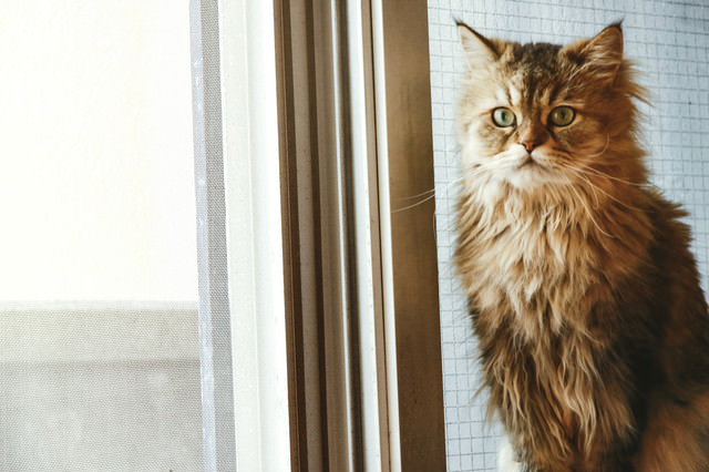 叱られるのを怖がる猫の写真