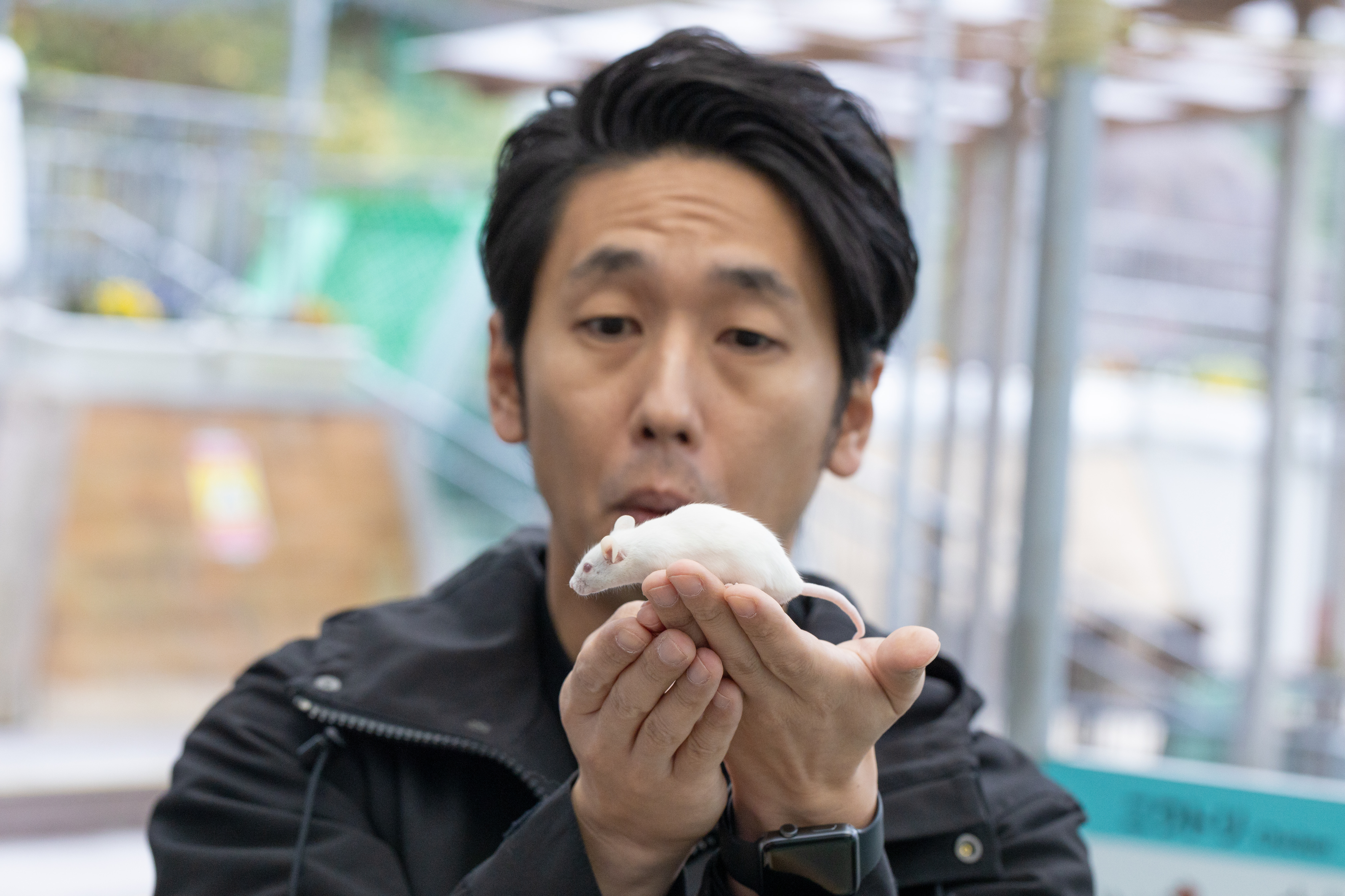 手のひらにハツカネズミの写真を無料ダウンロード フリー素材 ぱくたそ 手のひらにハツカネズミの写真を無料ダウンロード フリー素材 ぱくたそ