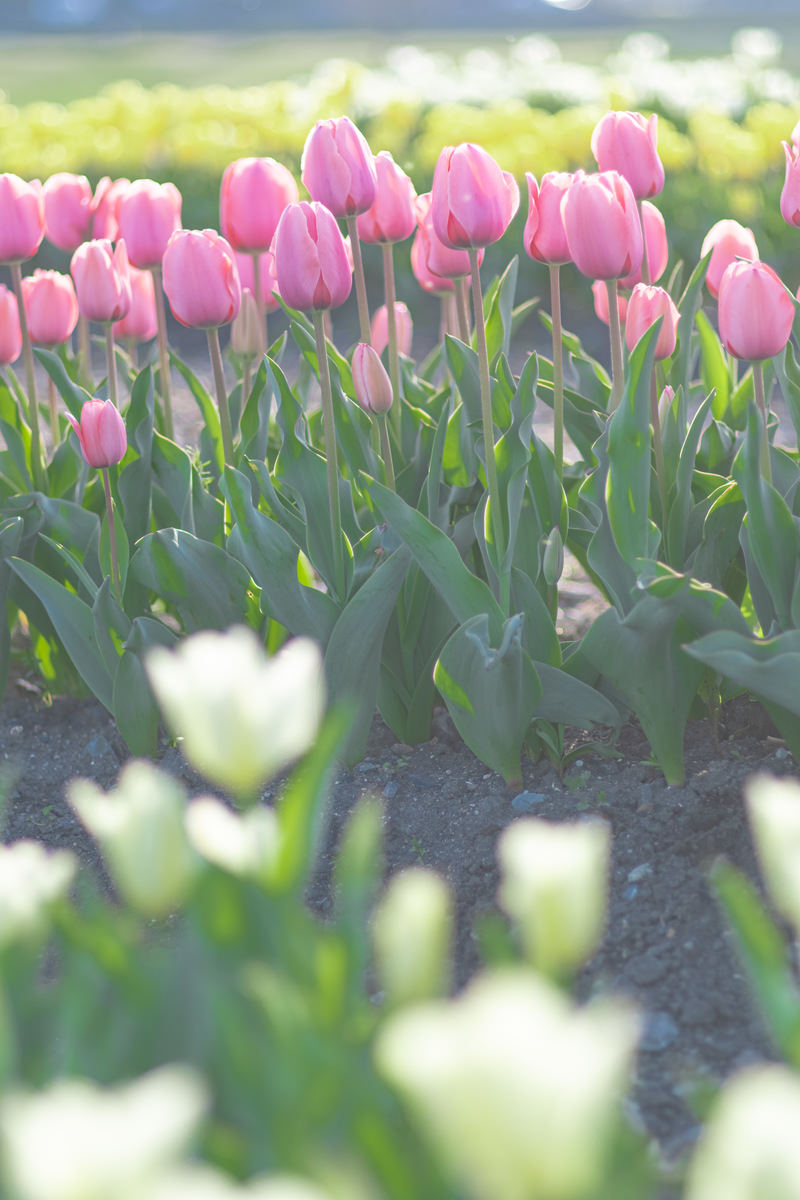 「ピンク色のチューリップが並んで咲く様子」の写真