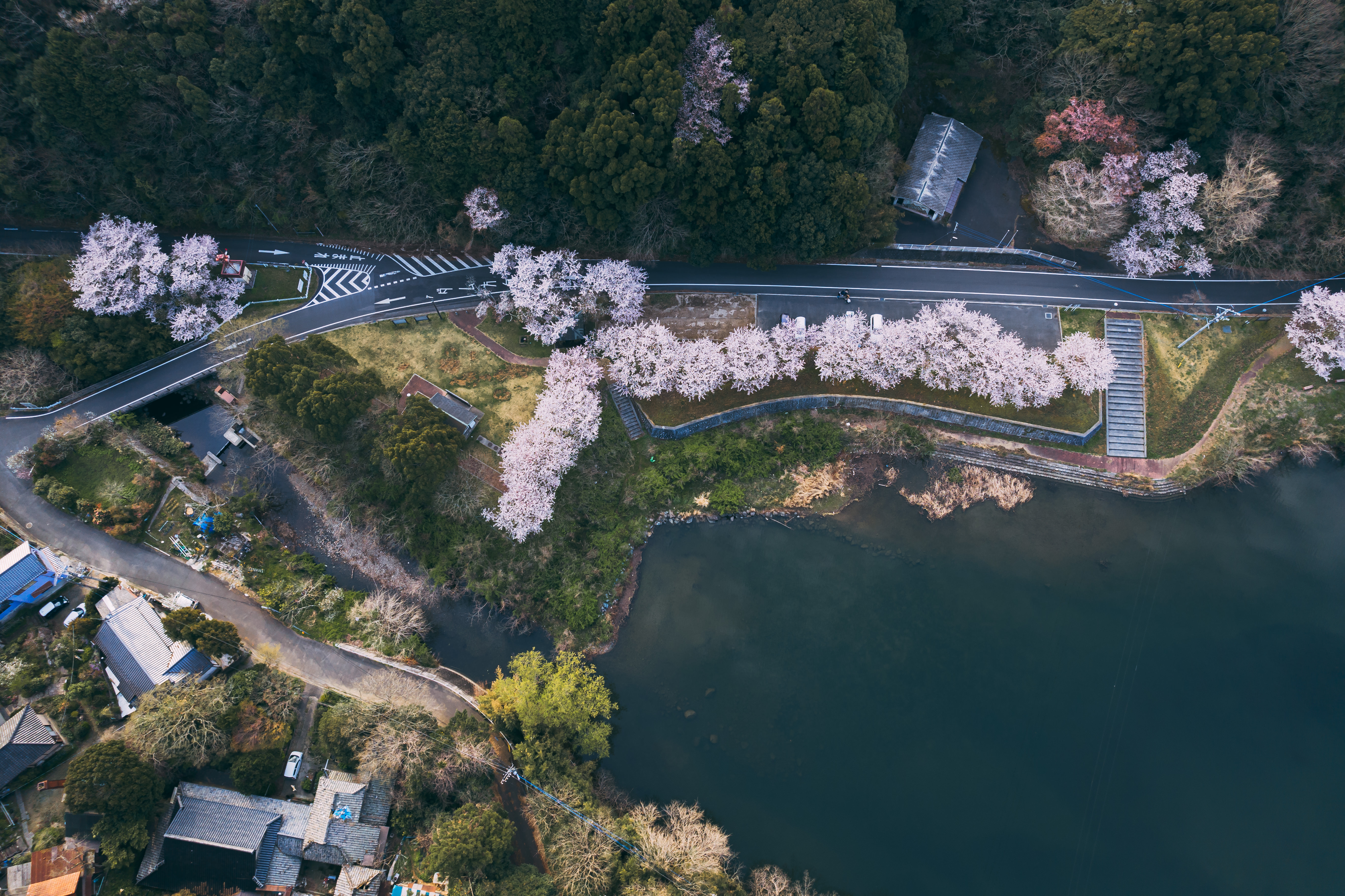 上空から見たのおがた内ヶ磯ダムと桜の写真素材 ぱくたそ