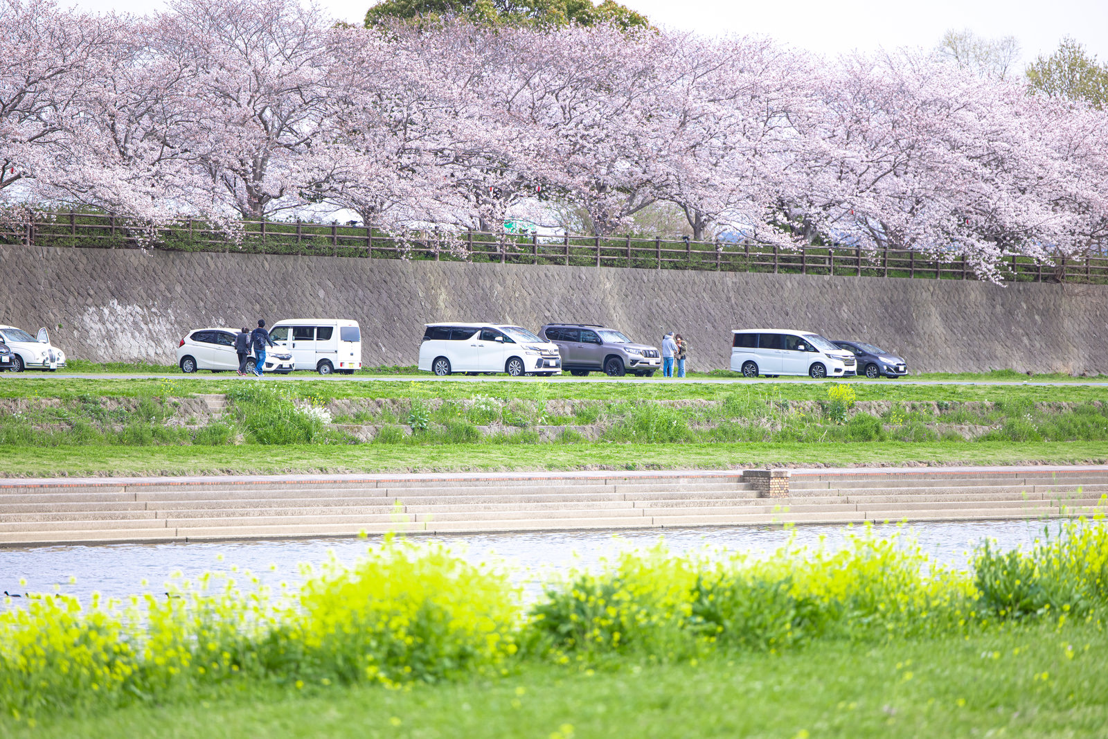 「咲き誇る遠賀川河川敷の菜の花と桜並木 | フリー素材のぱくたそ」の写真