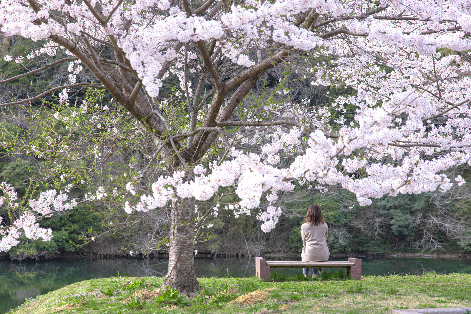 「のおがた内ヶ磯ダムと桜の中でゆったり時間を過ごす女性」の写真