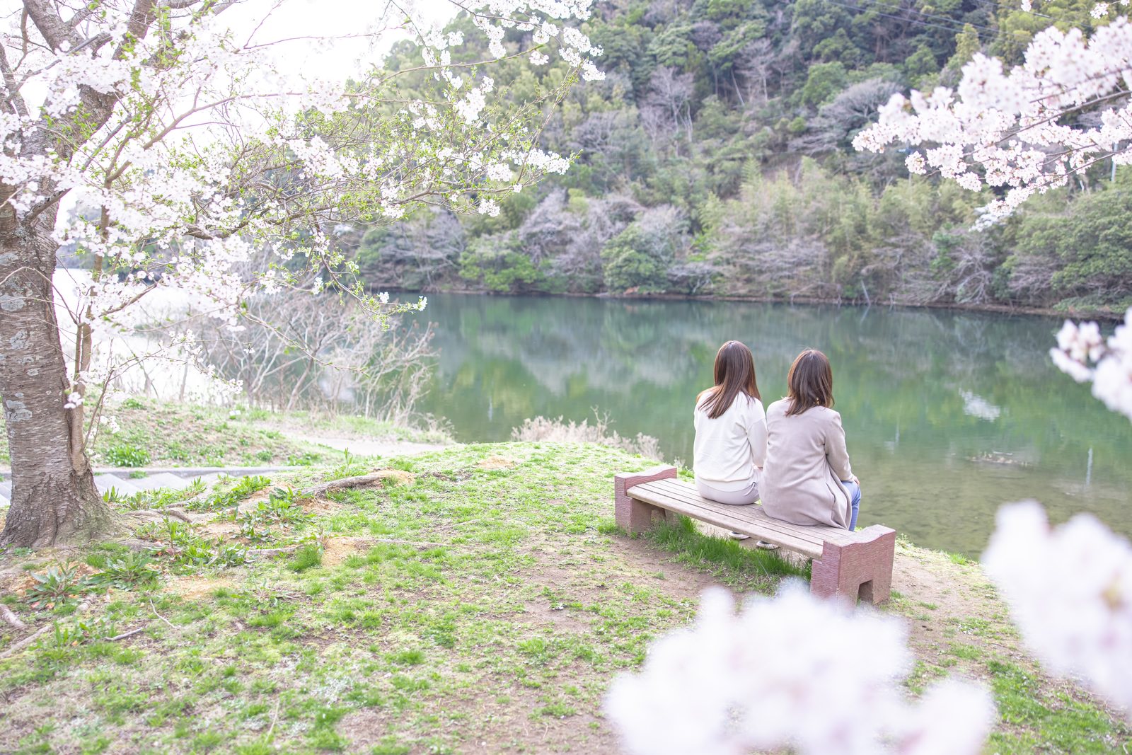 「ベンチに腰掛ける二人の後ろ姿と満開の桜 | フリー素材のぱくたそ」の写真