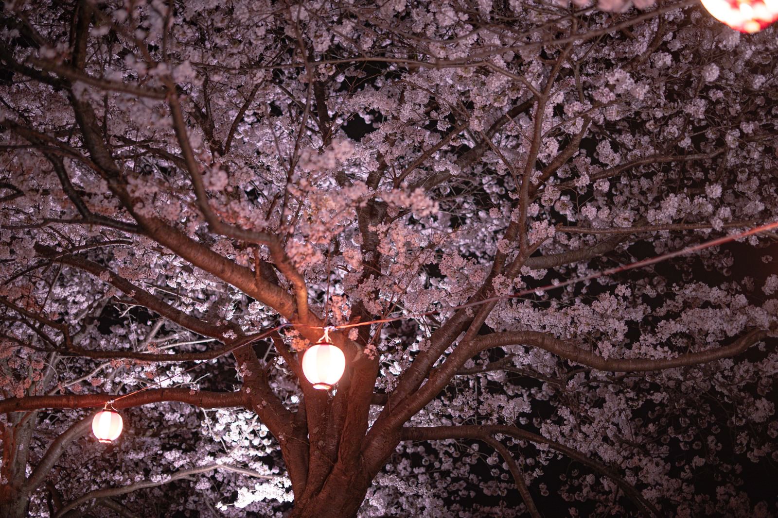 「暗がりの夜桜と提灯 | フリー素材のぱくたそ」の写真