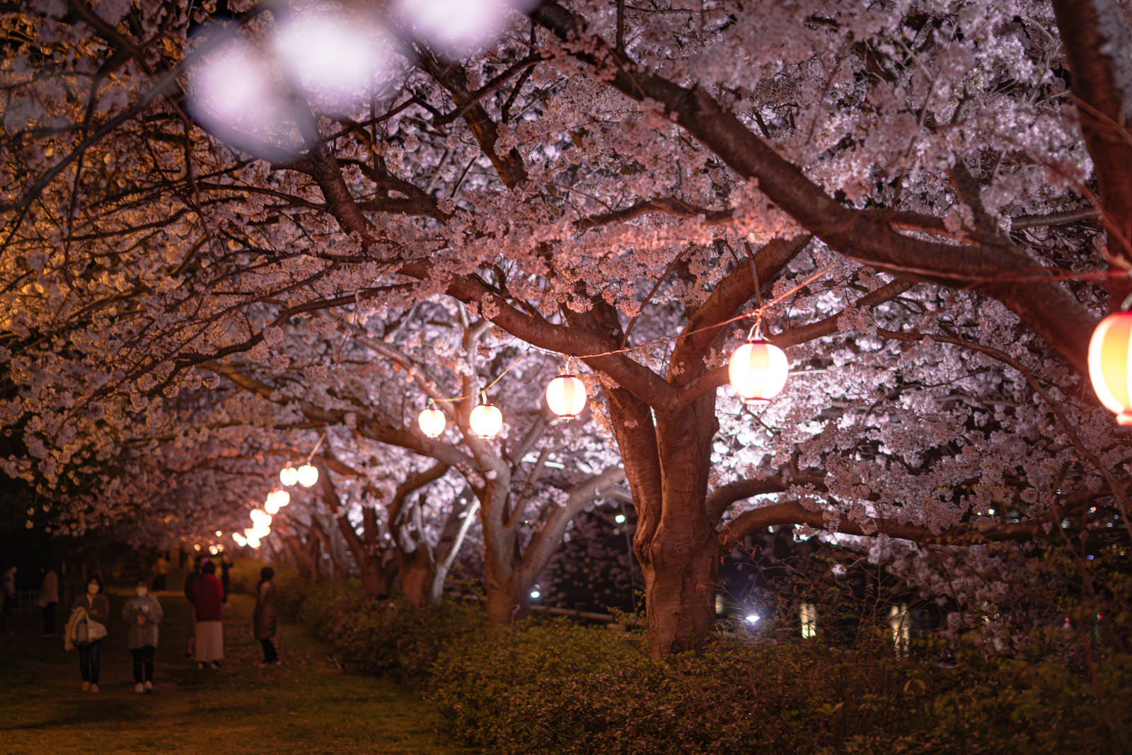 「夜桜の提灯のあかり | フリー素材のぱくたそ」の写真
