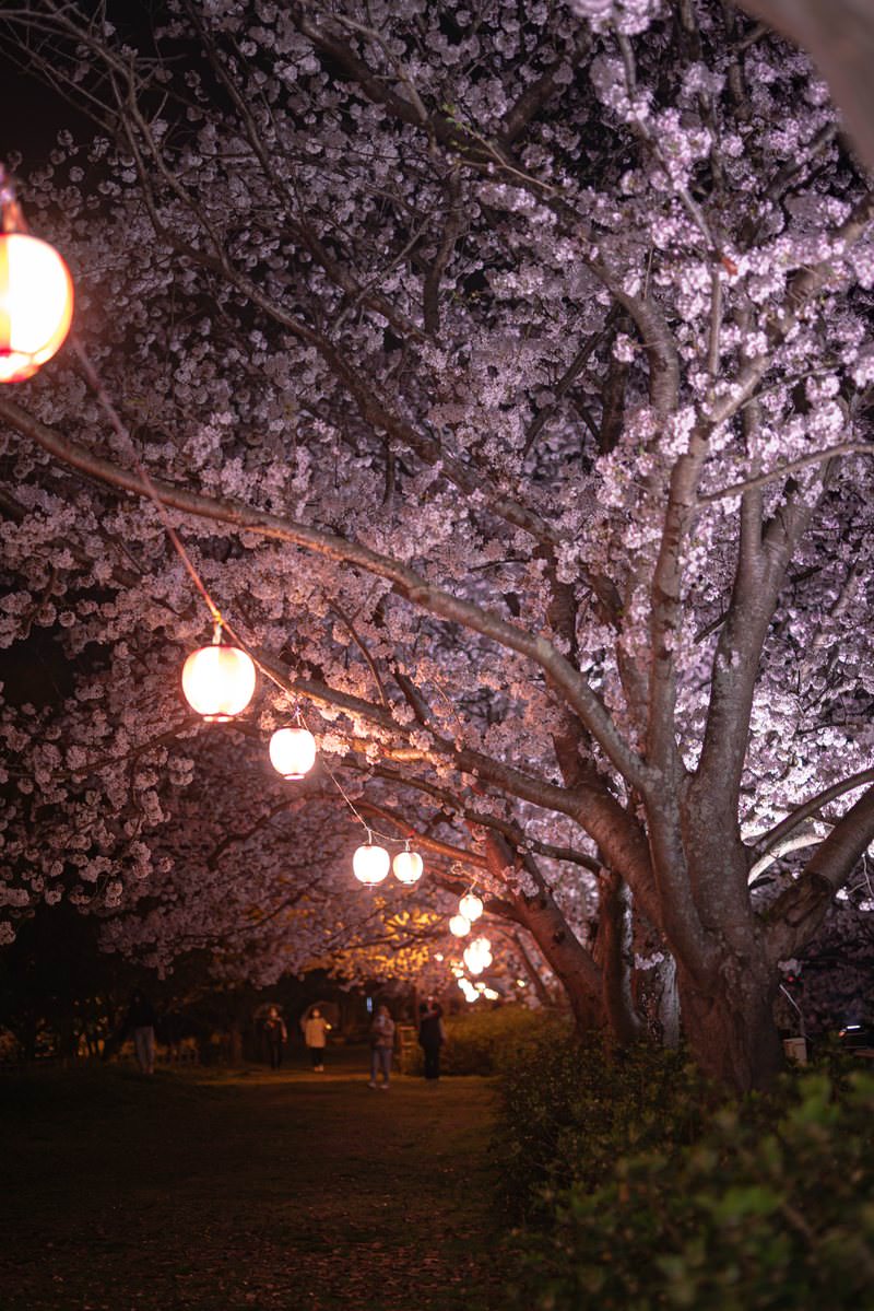 「夜のお花見風景と提灯の明かり | フリー素材のぱくたそ」の写真