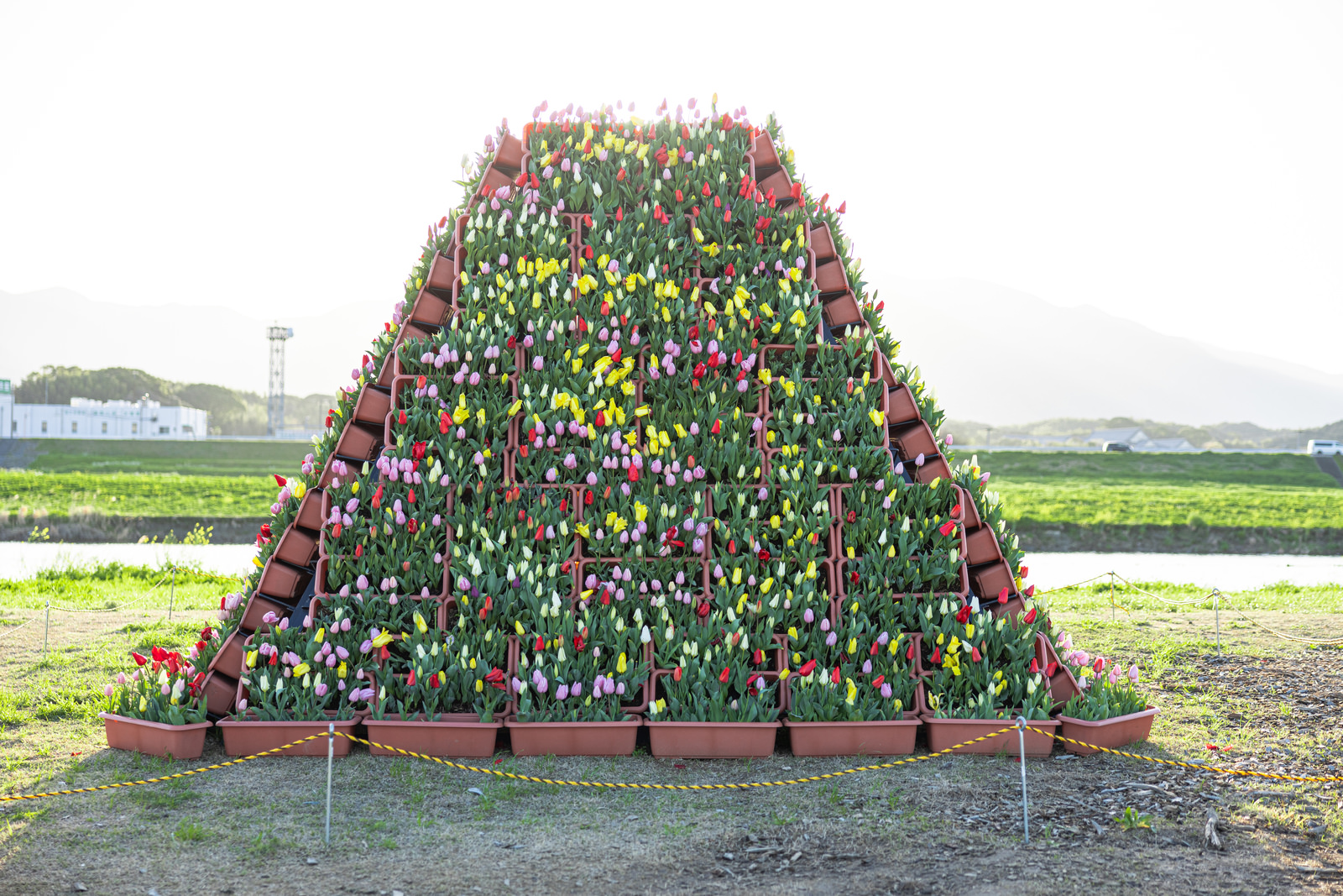 のおがたチューリップフェアのチューリップタワーの写真素材 ぱくたそ