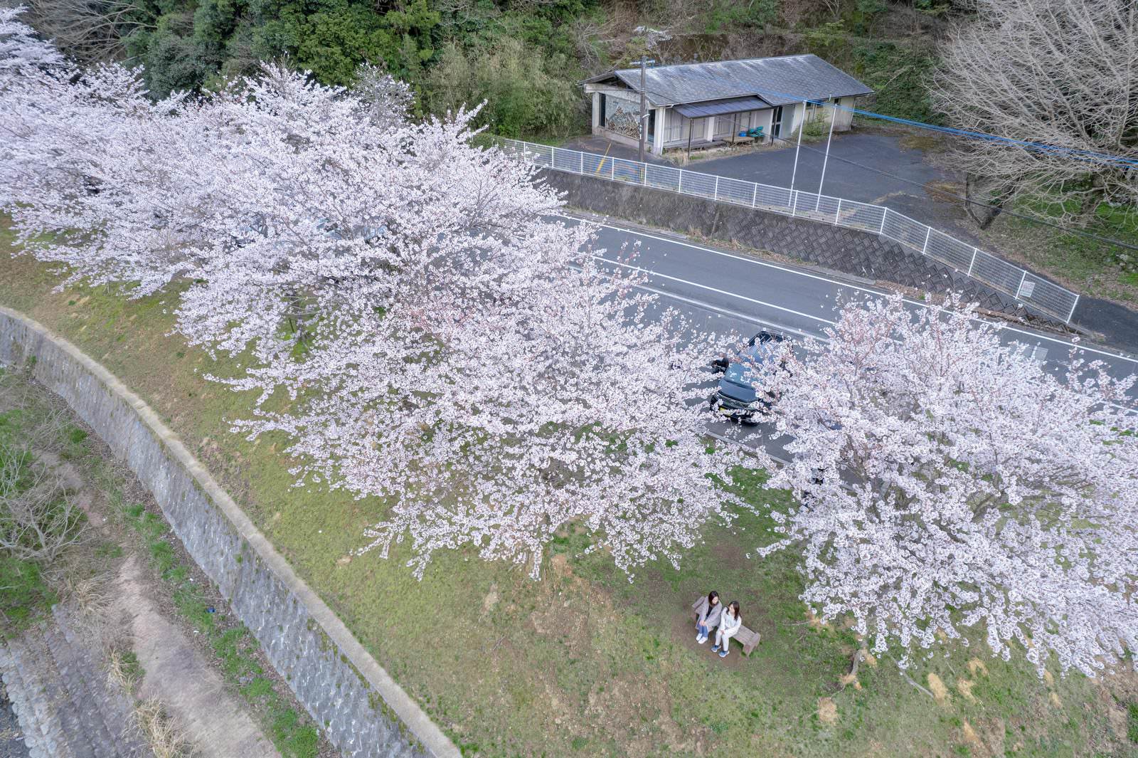 「俯瞰して見る満開の桜と花見客 | フリー素材のぱくたそ」の写真