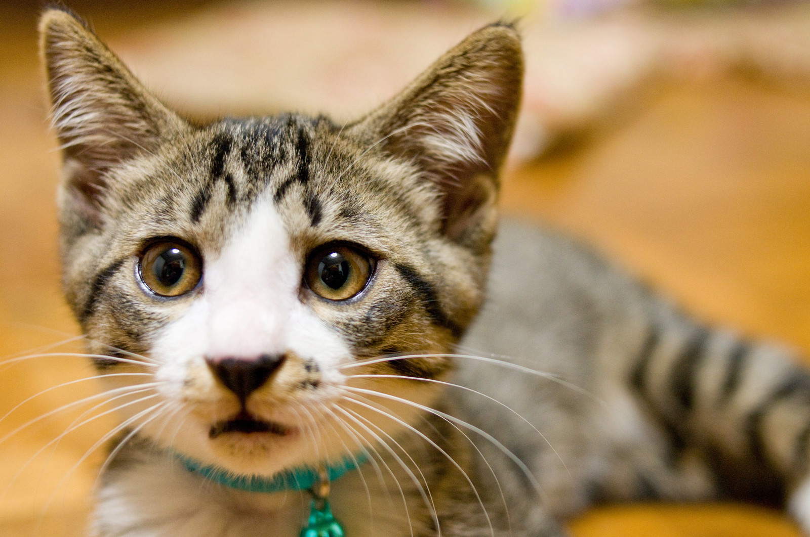 「アチャーやってもうたわ（猫）」の写真