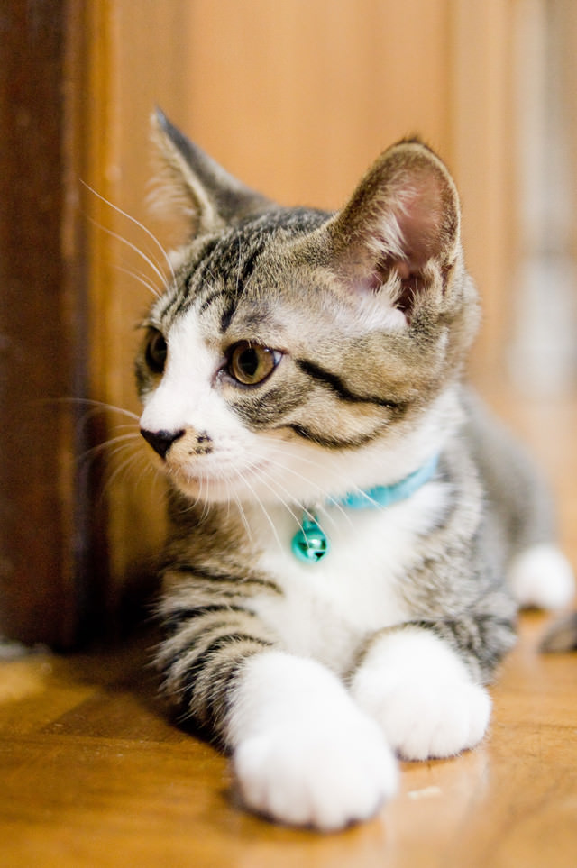 首輪をつけた子猫の写真 画像 を無料ダウンロード フリー素材のぱくたそ 首輪をつけた子猫の写真 画像 を無料ダウンロード フリー素材のぱくたそ