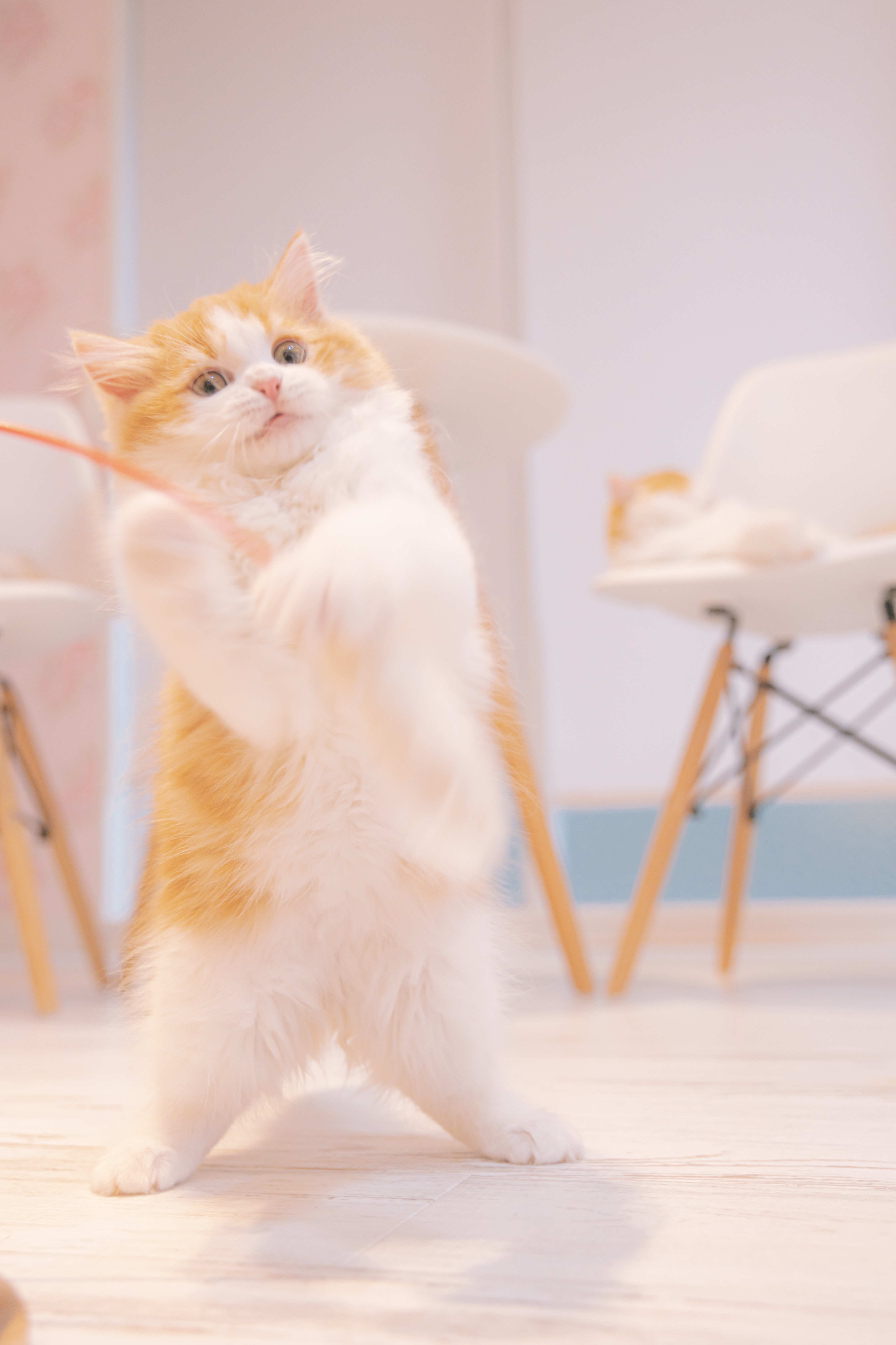 必死な形相で猫のおもちゃを追いかける子猫の写真素材 ぱくたそ 必死な形相で猫のおもちゃを追いかける子猫の写真素材 ぱくたそ