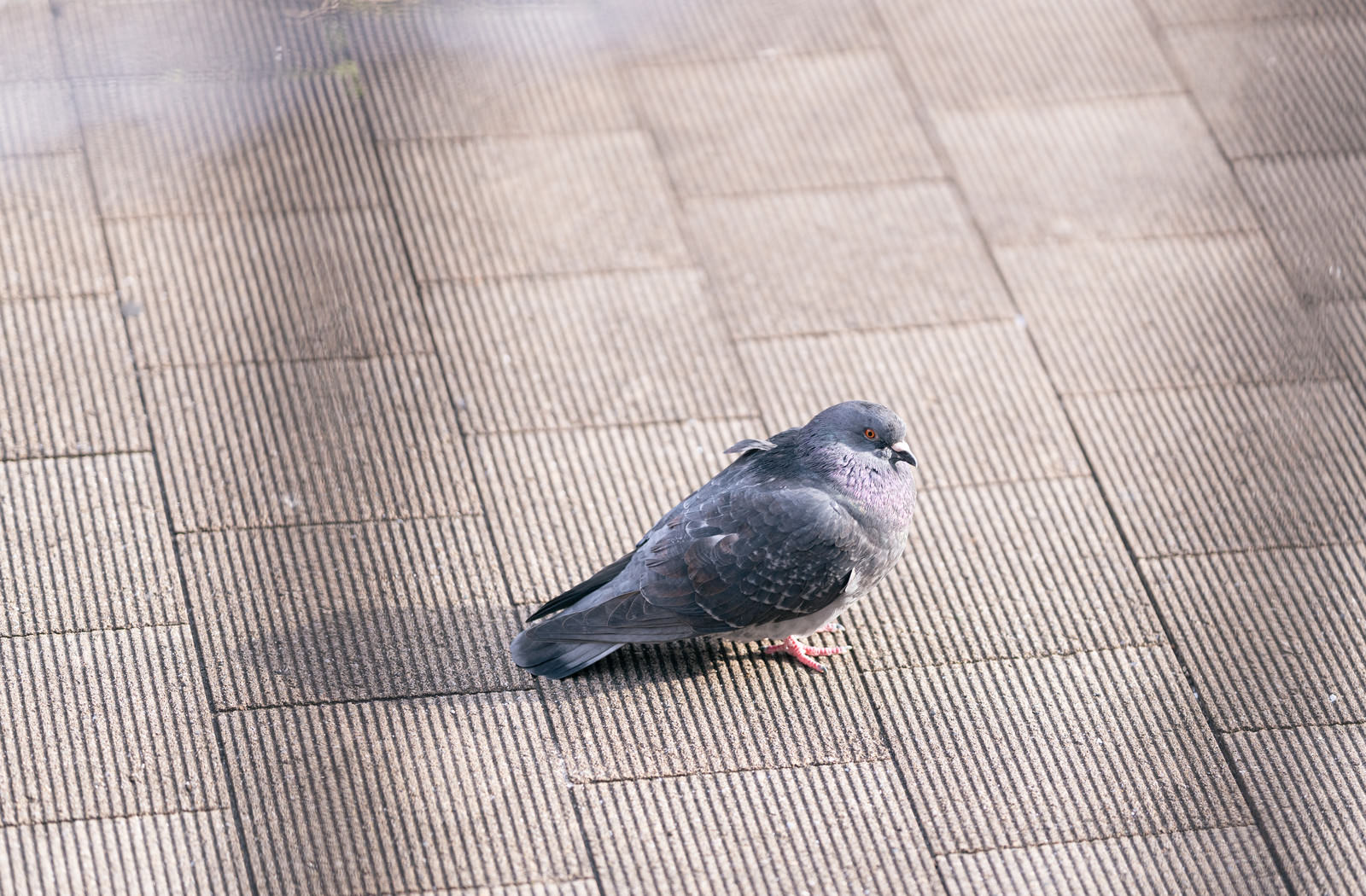 冷える鳩さんの写真 画像 を無料ダウンロード フリー素材のぱくたそ