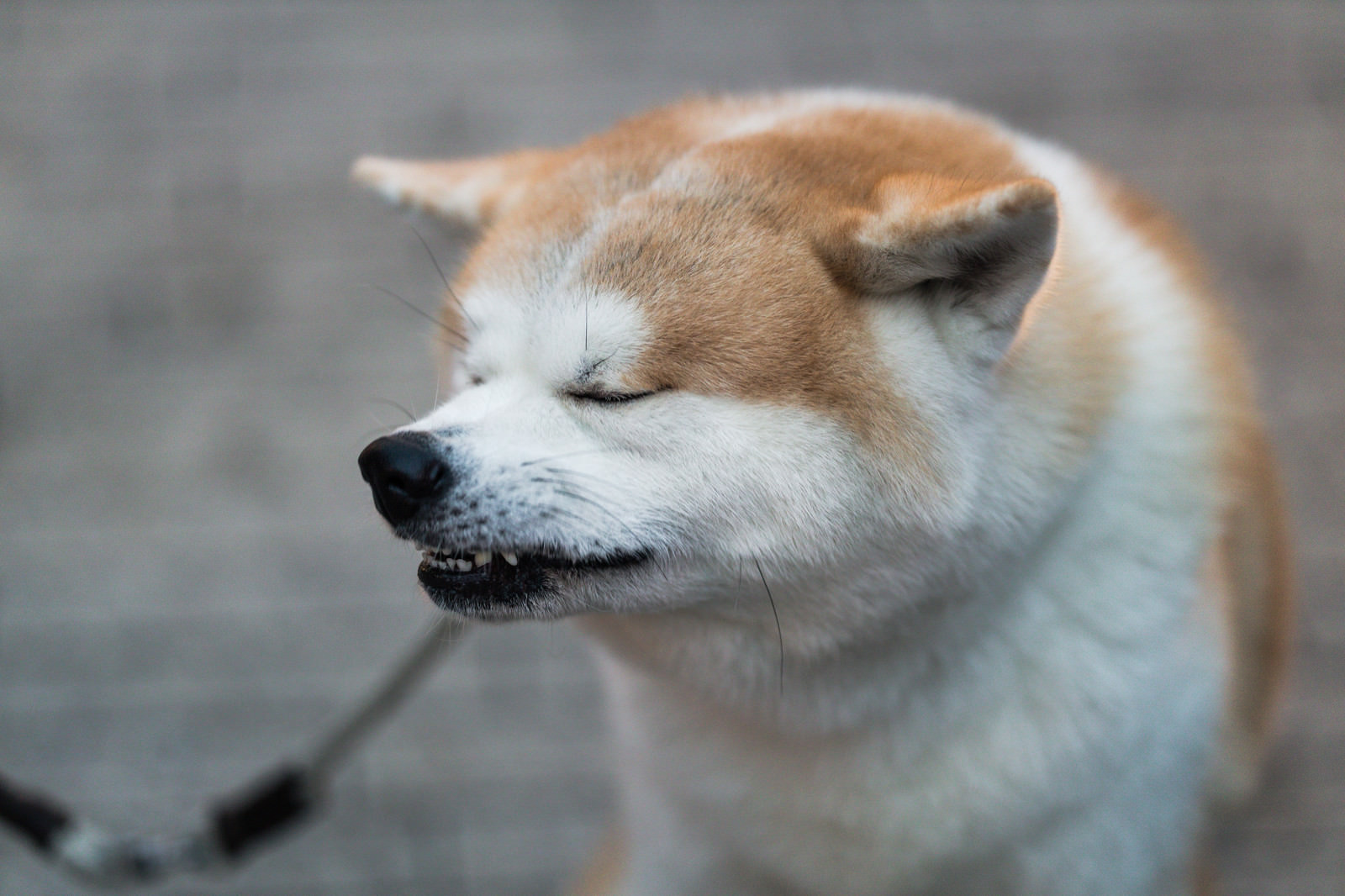 へっくしょん 犬 の写真素材 ぱくたそ