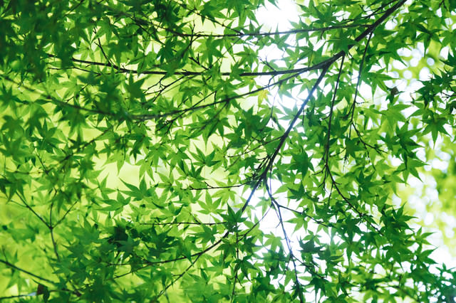 新緑のもみじの無料の写真素材 フリー素材 をダウンロード ぱくたそ 新緑のもみじの無料の写真素材 フリー素材 をダウンロード ぱくたそ