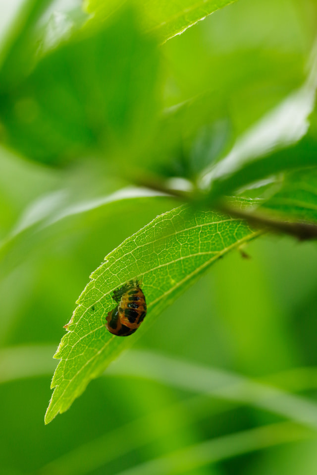 藤の木を葉っぱに、てんとうむし 藤の木を葉っぱに、てんとうむし