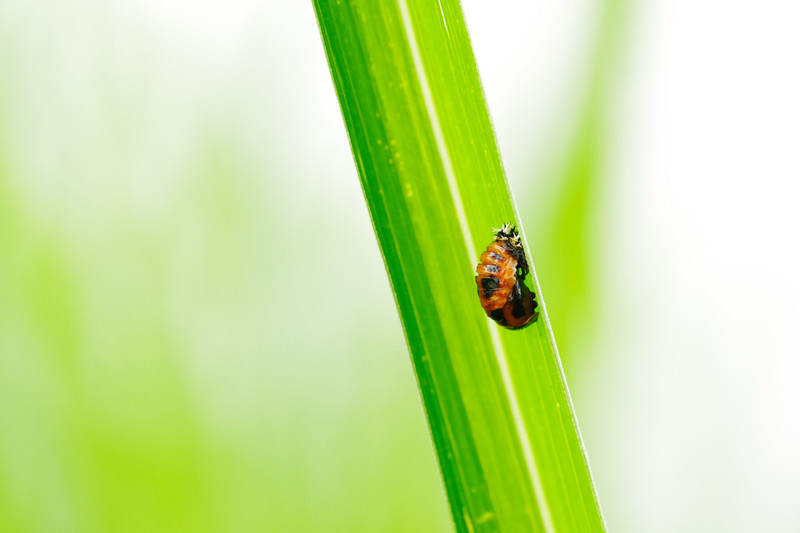 藤の木を葉っぱに、てんとうむし 画像付き】てんとう虫は主に3種類！害虫・益虫の見分け方と駆除