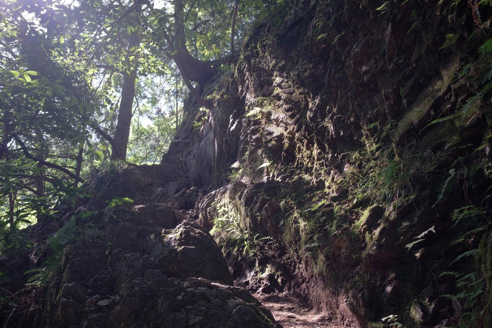 「光溢れる白谷沢登山道 | フリー素材のぱくたそ」の写真