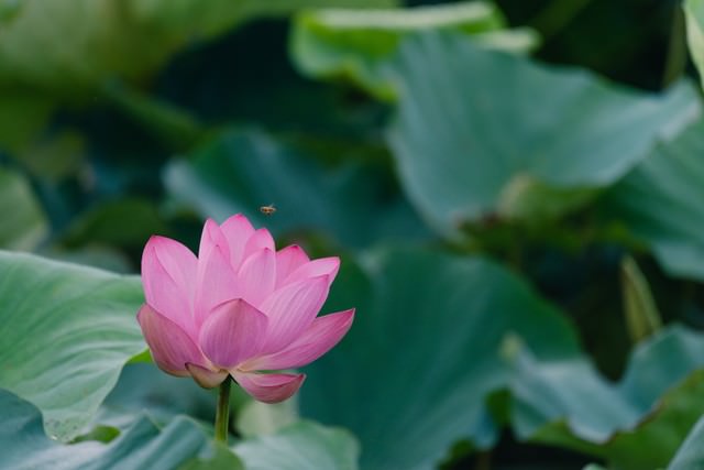 一輪の蓮と蜂(埼玉県川越市伊佐沼)の写真