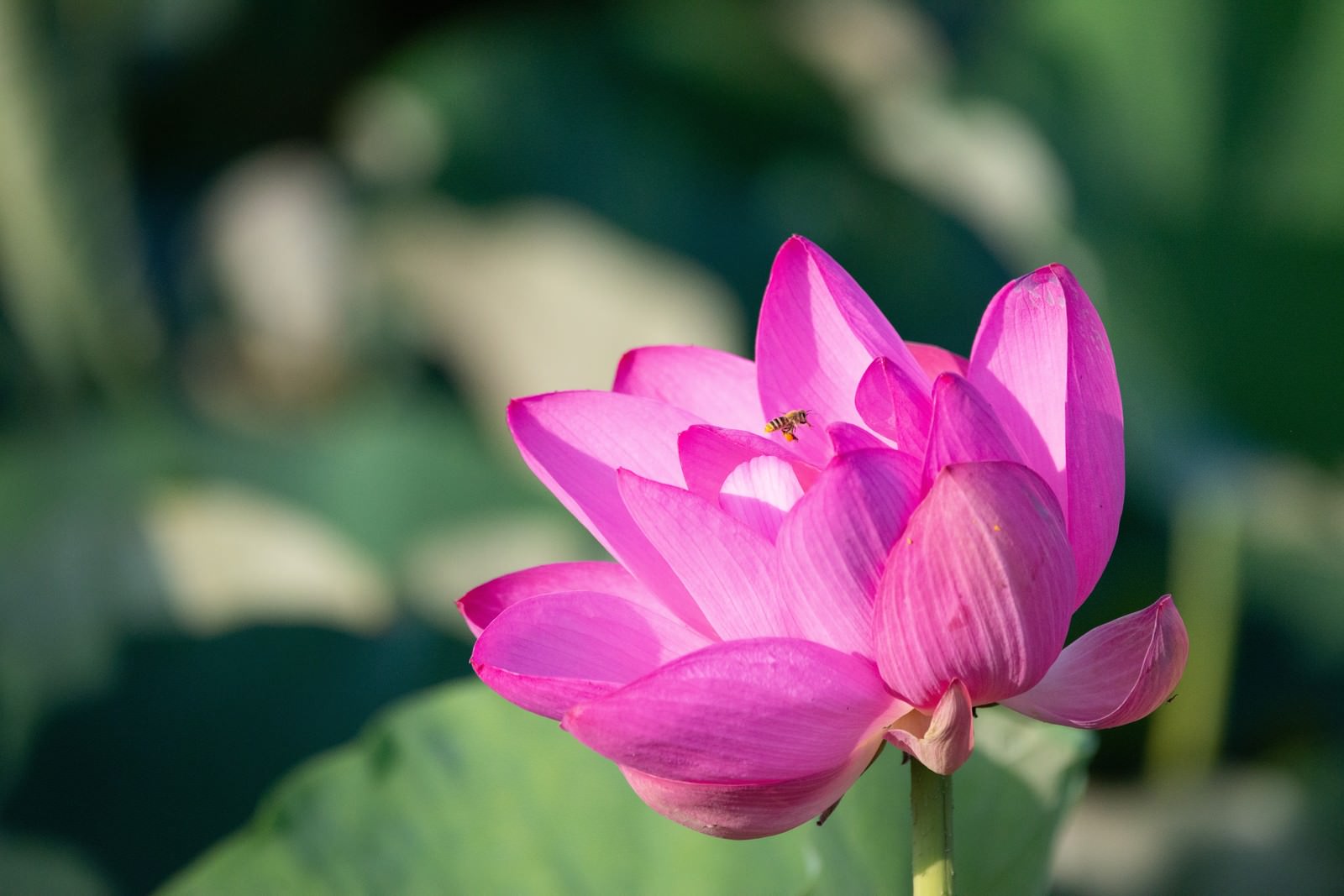 色別 蓮の花言葉 白 紫 黒 怖い 由来 睡蓮 自己啓発するならmayonez