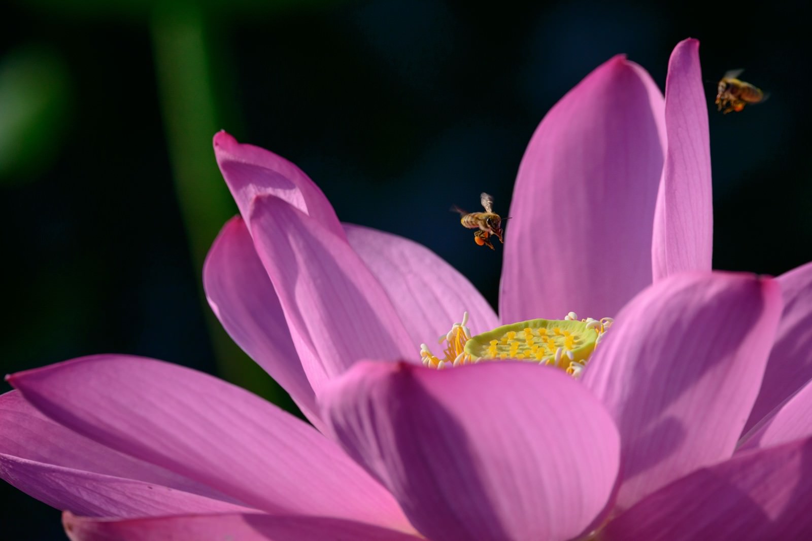 「蓮の花に集まるミツバチ」の写真