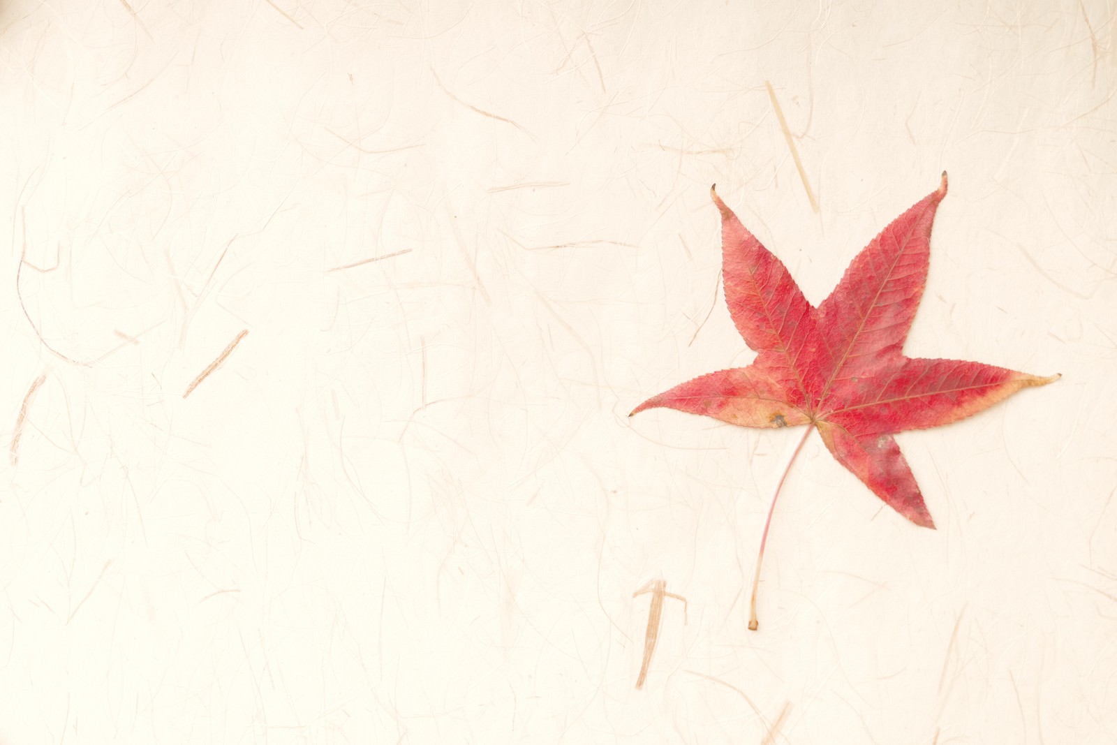秋の素材に和紙と紅葉の写真 画像 を無料ダウンロード フリー素材のぱくたそ