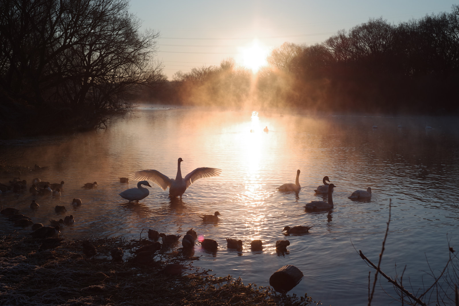 「川霧と集う白鳥の群れ | フリー素材のぱくたそ」の写真