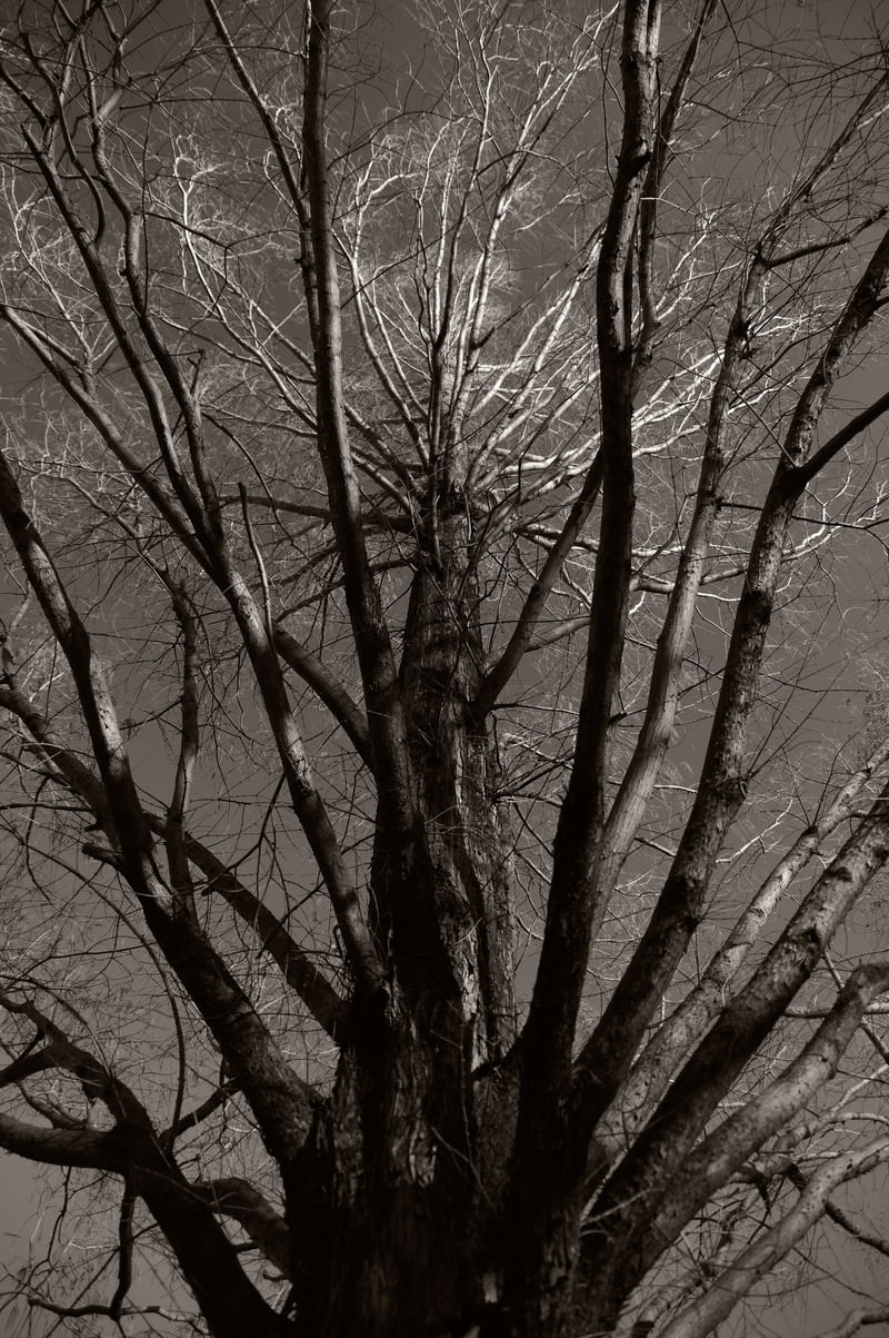 「葉が落ちたメタセコイアの木 | フリー素材のぱくたそ」の写真