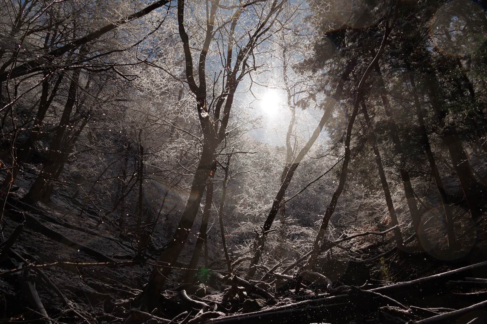 「氷が煌めく森の様子（埼玉県横瀬町の渓谷） | フリー素材のぱくたそ」の写真