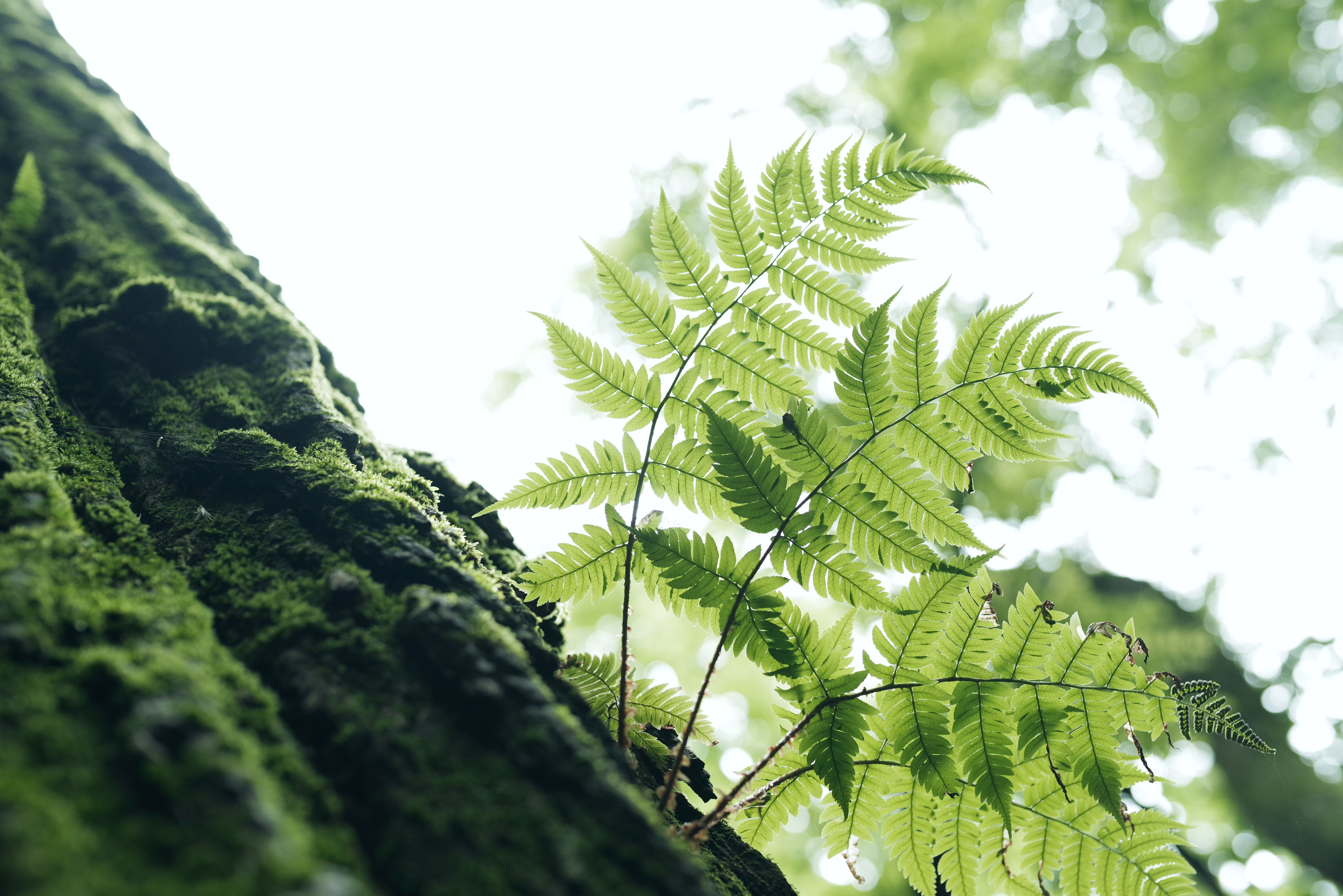 光を浴びるシダの写真 画像 を無料ダウンロード フリー素材のぱくたそ