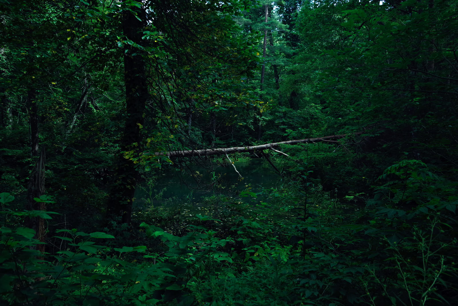 深い森と福島県五色沼の写真素材 ぱくたそ