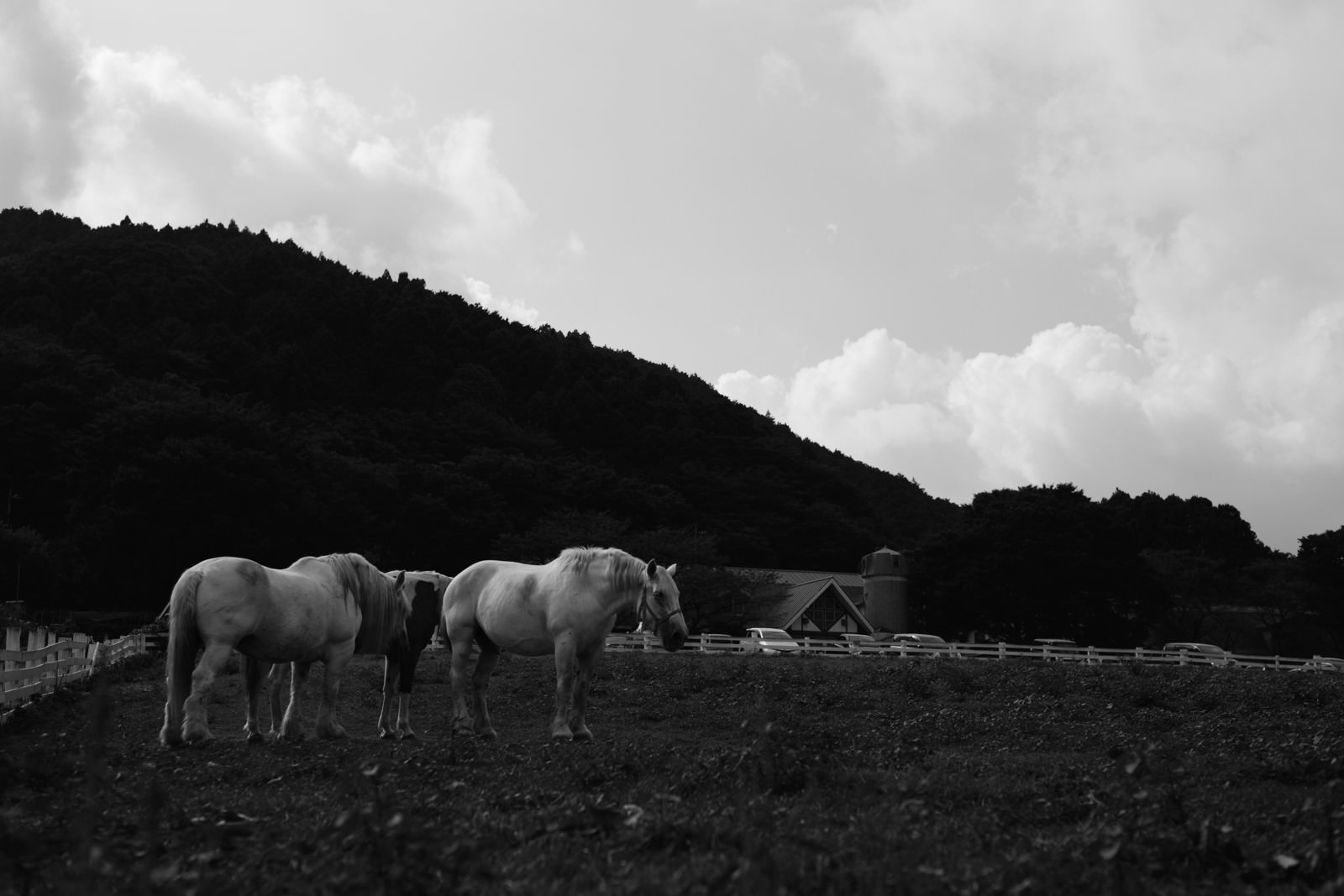 「馬と牧場 | フリー素材のぱくたそ」の写真