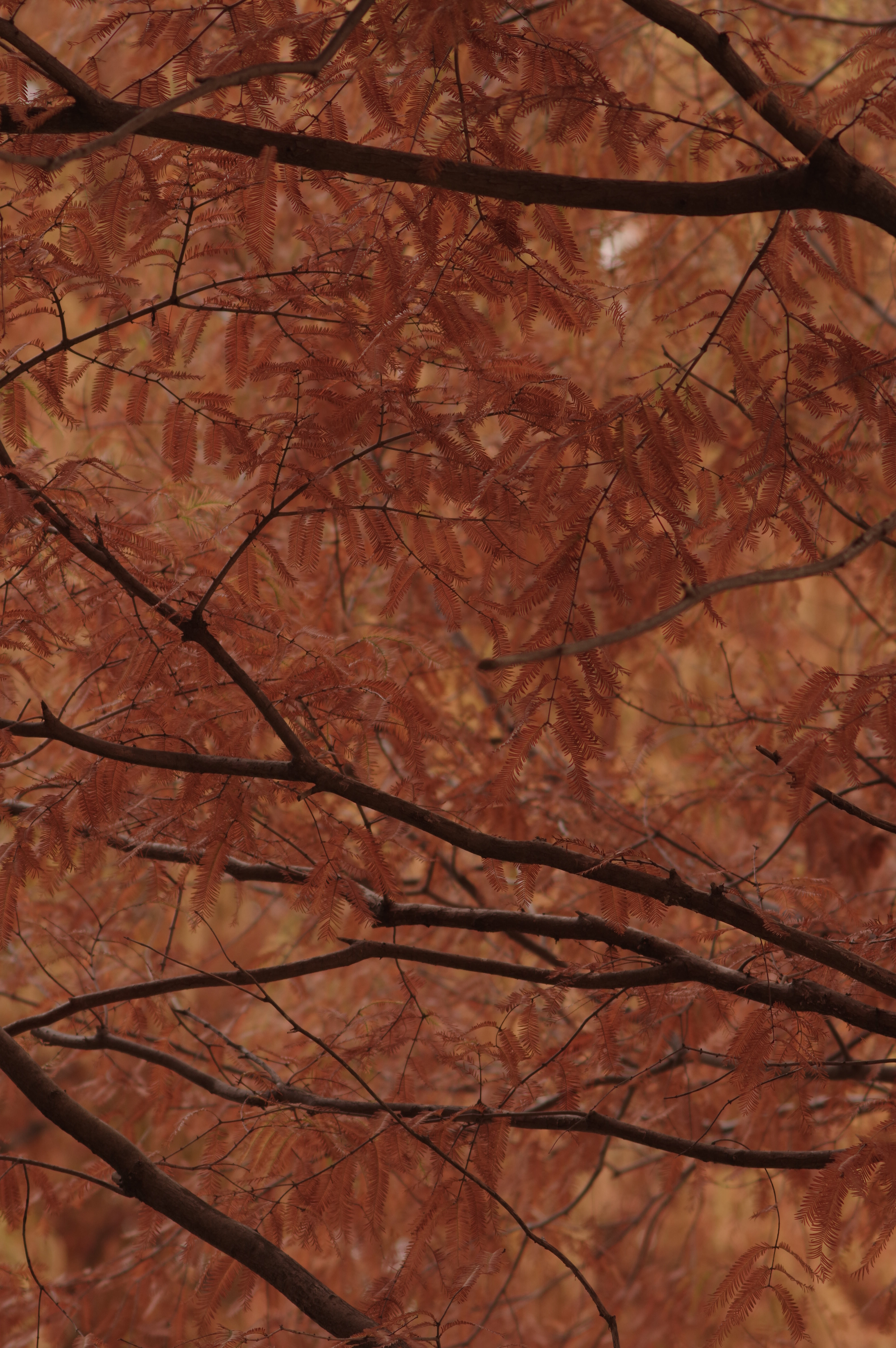 紅葉したメタセコイアの写真素材 ぱくたそ