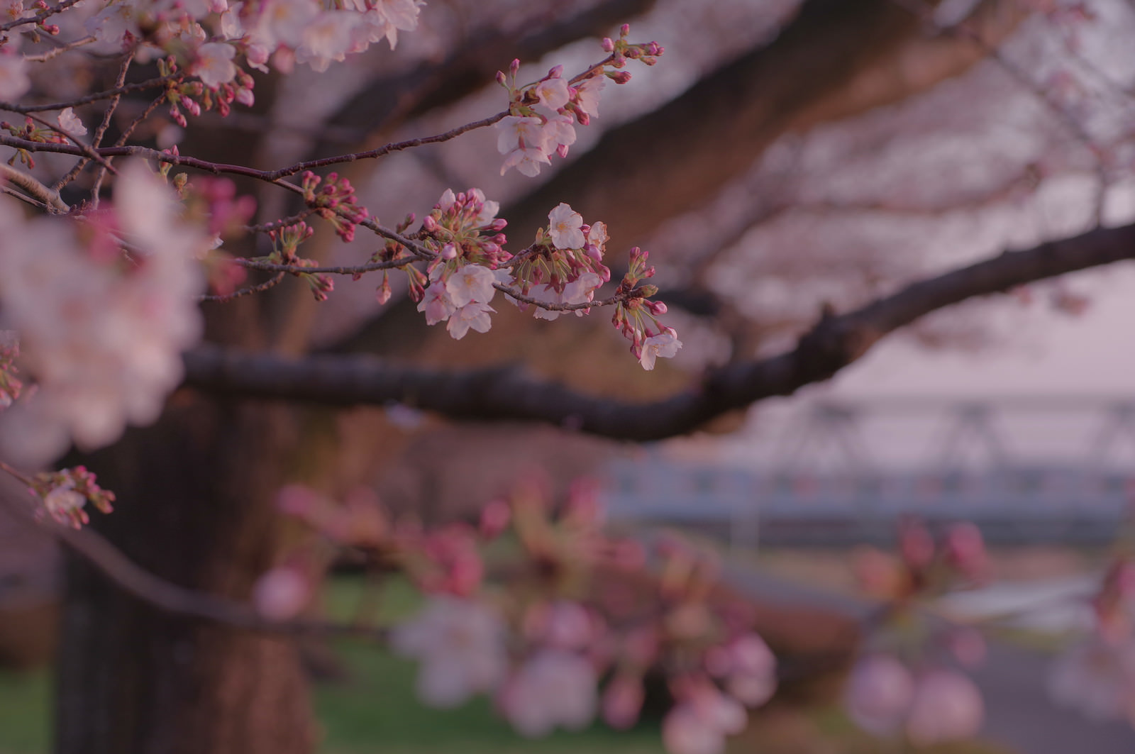 「日没寸前の淡いピンクに染まる桜 | フリー素材のぱくたそ」の写真