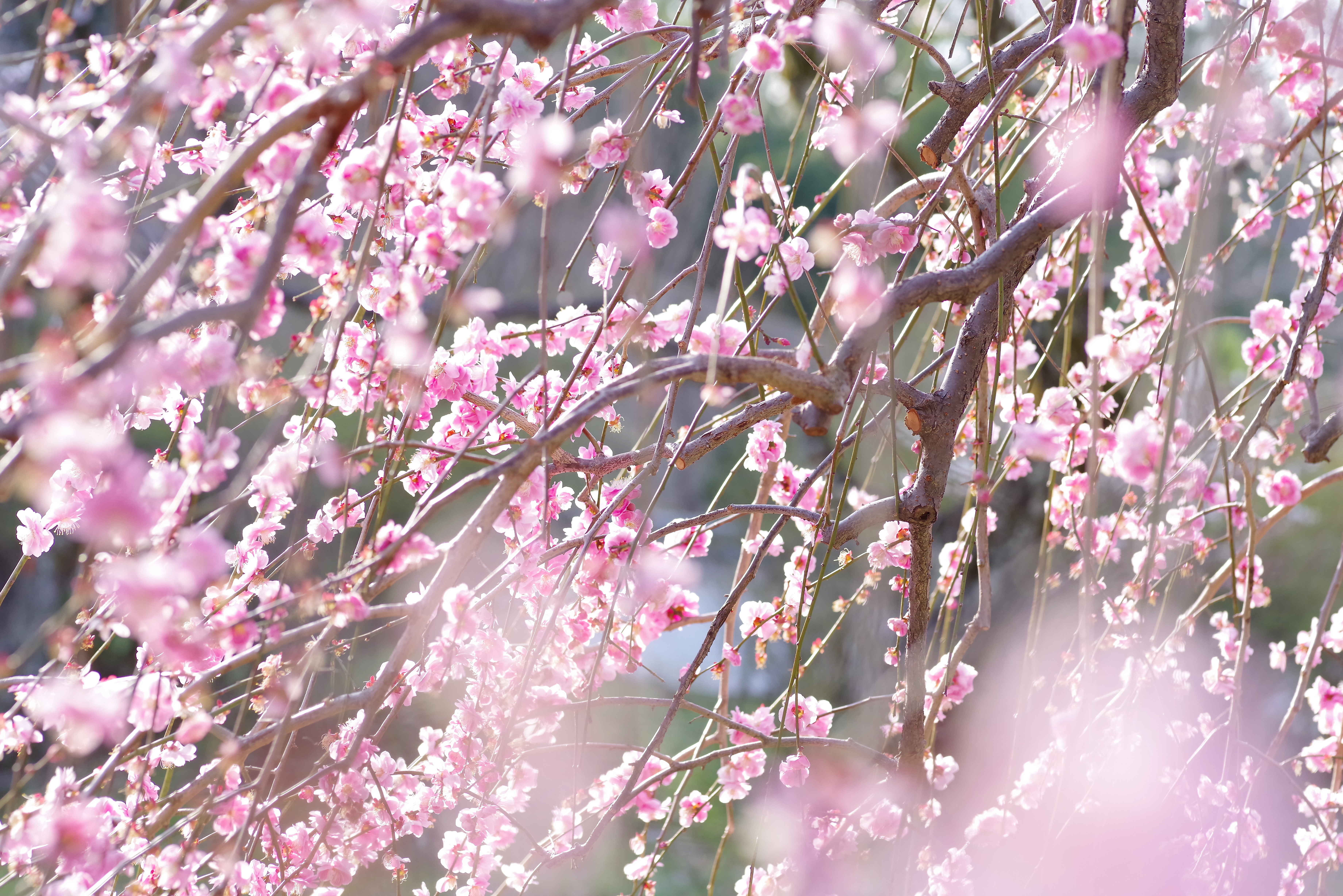 柔らかい光が差し込むしだれ梅の写真素材 ぱくたそ