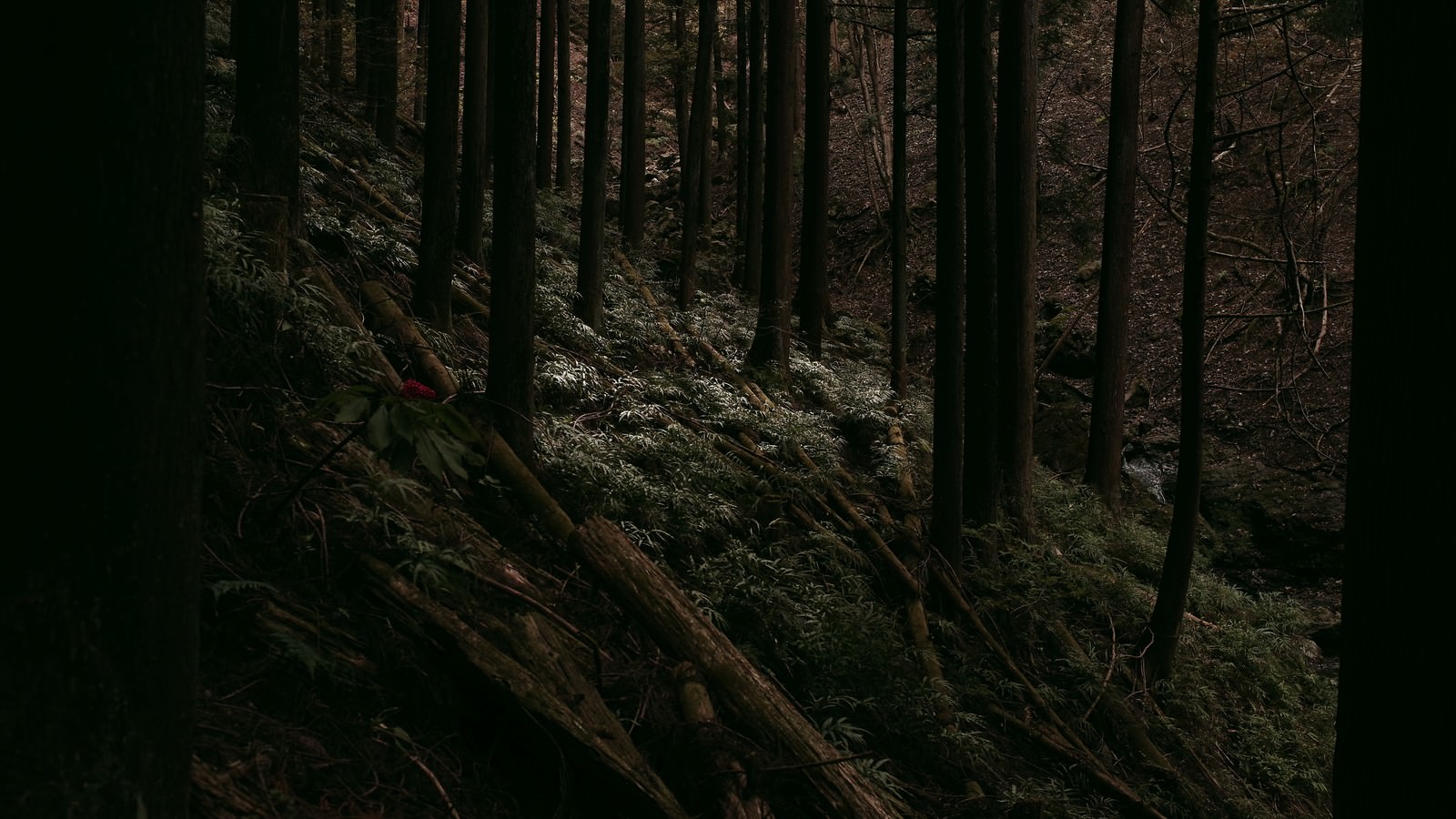 間伐と倒木の写真を無料ダウンロード フリー素材 ぱくたそ