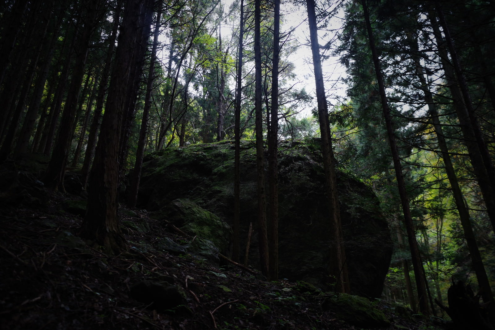 「木々に囲まれた巨岩 | フリー素材のぱくたそ」の写真