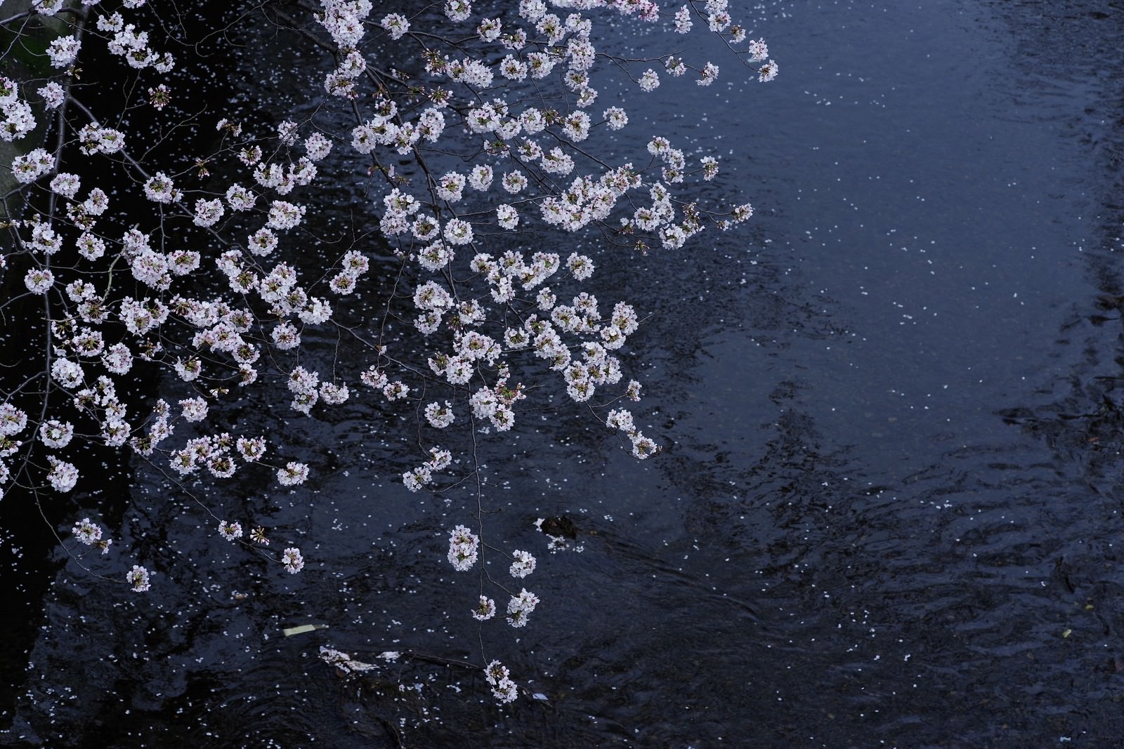 「河川上の桜」の写真