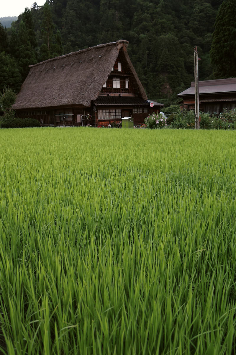 「成長する稲の葉先と菅沼集落（富山県南砺市）」の写真