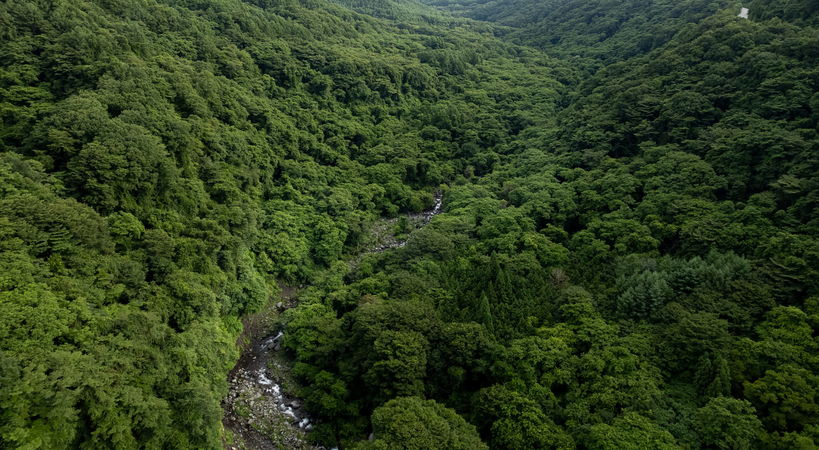「森の間を流れる川」の写真