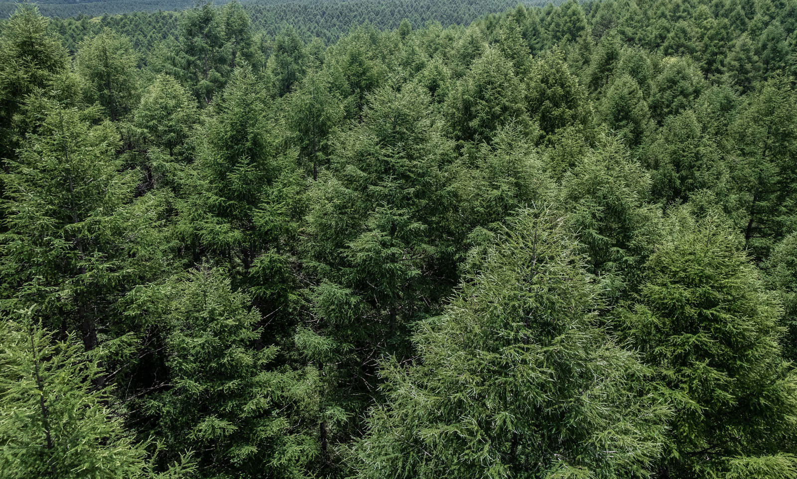 俯瞰して見た森の写真素材 ぱくたそ