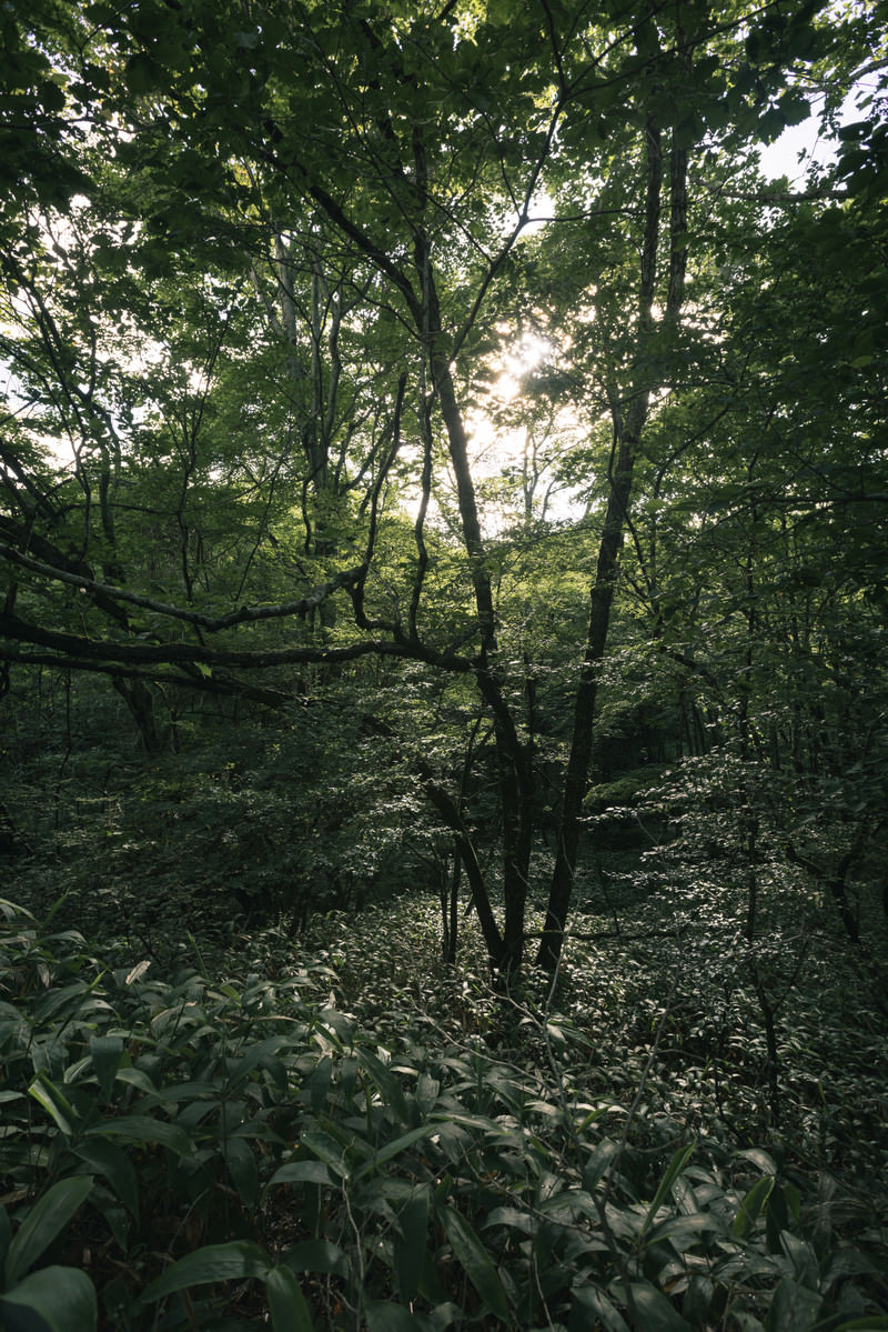 「鬱蒼と生い茂る森の中 | フリー素材のぱくたそ」の写真