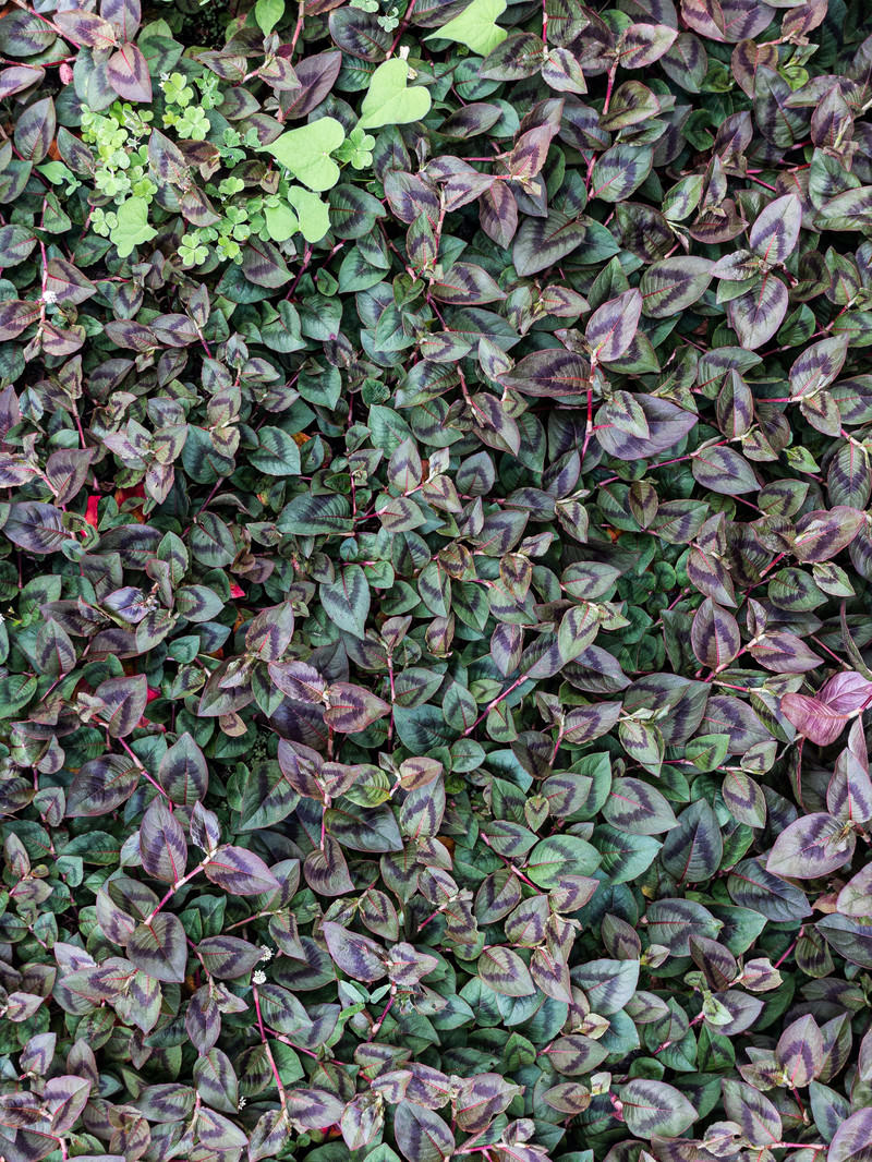 「群生する草の葉っぱ | フリー素材のぱくたそ」の写真
