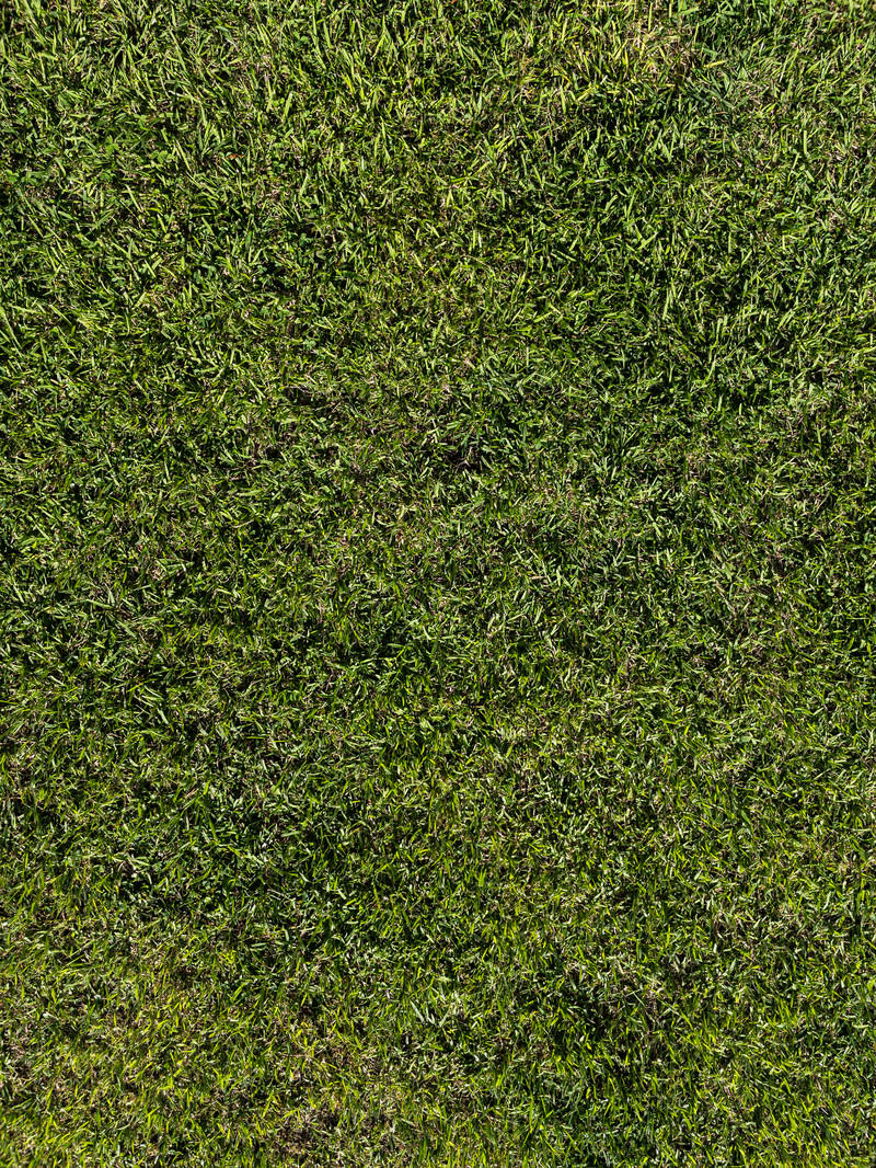 「刈り込まれた芝生」の写真